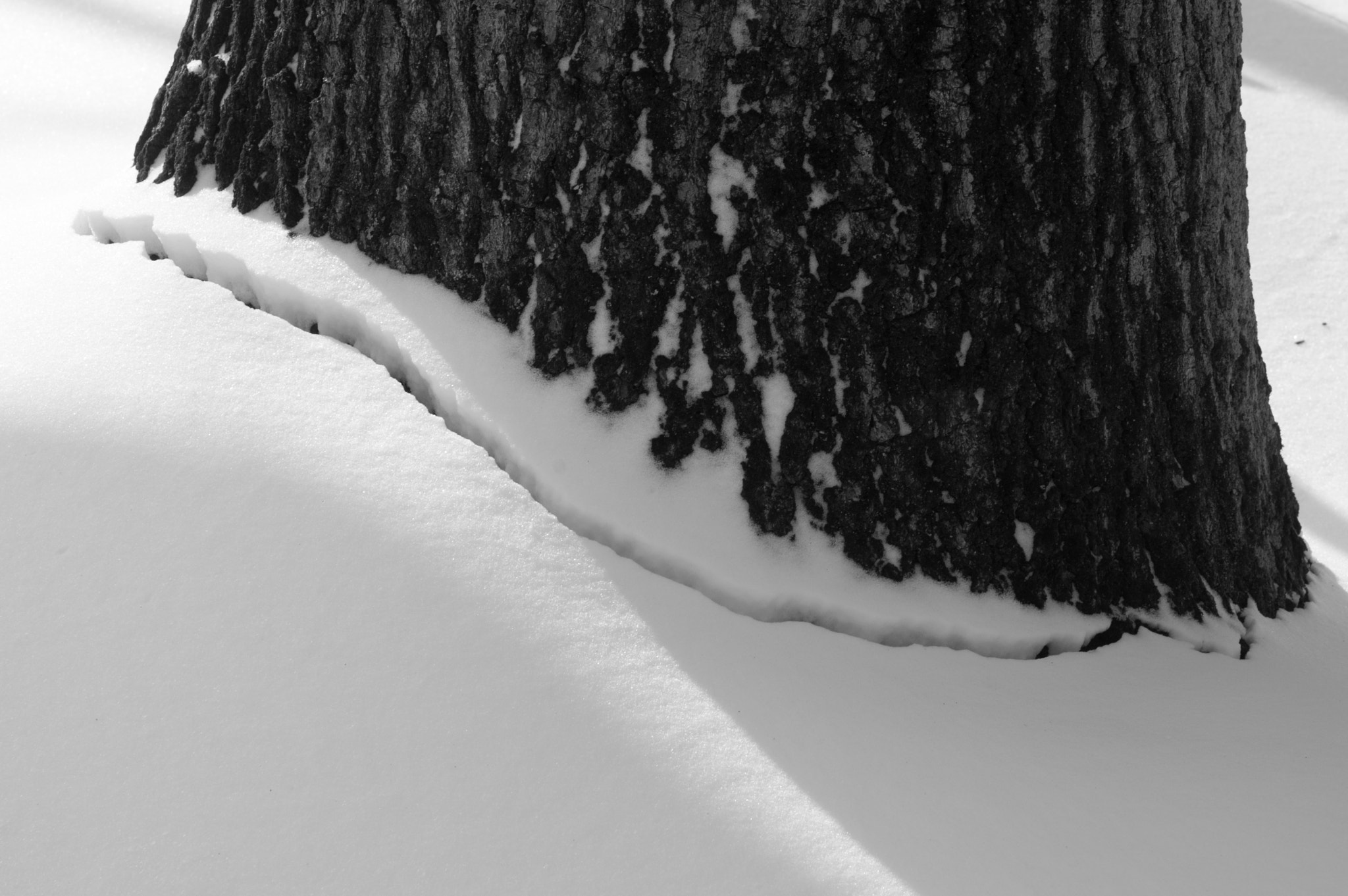 Pentax K-3 + Pentax smc D-FA 100mm F2.8 Macro WR sample photo. Tree trunk and cracked snow photography