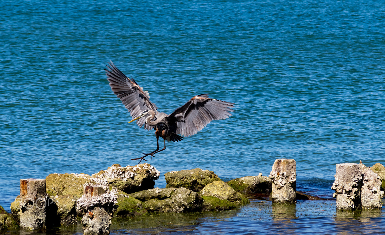 Nikon D5500 sample photo. Heron's landing photography