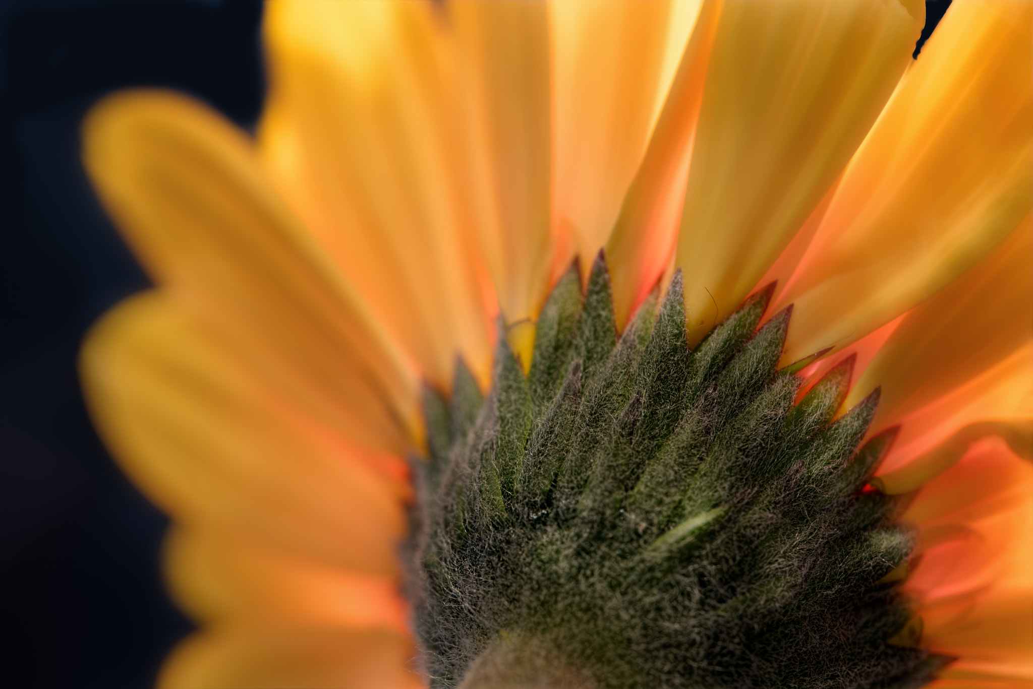 Nikon D810 + Tamron SP 90mm F2.8 Di VC USD 1:1 Macro (F004) sample photo. Face the sun photography