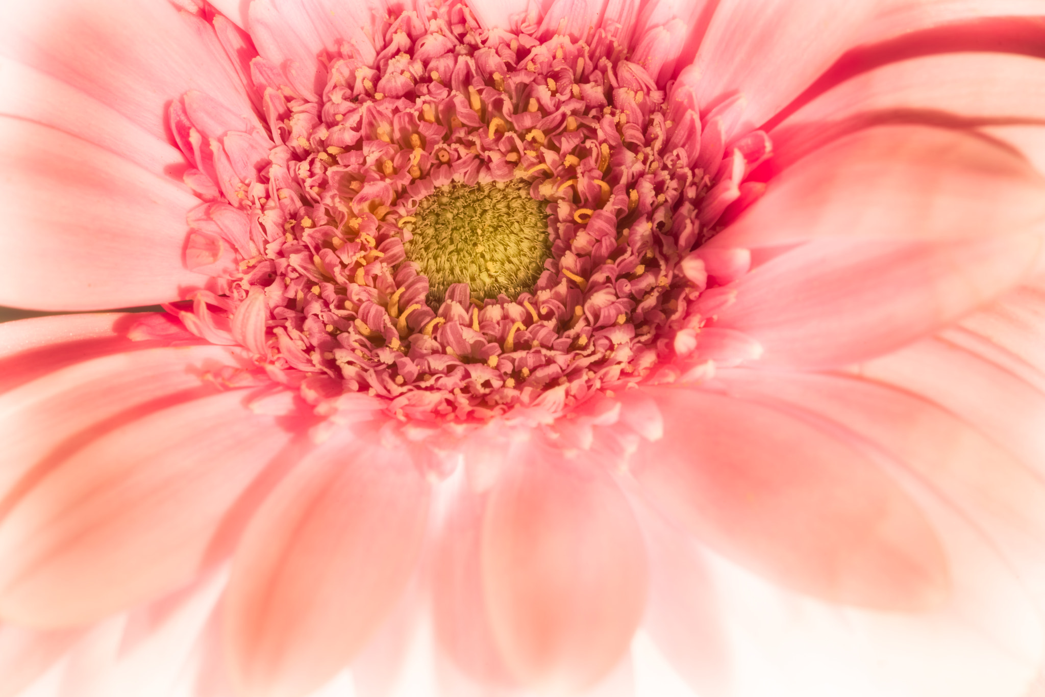 Nikon D810 sample photo. Pink photography