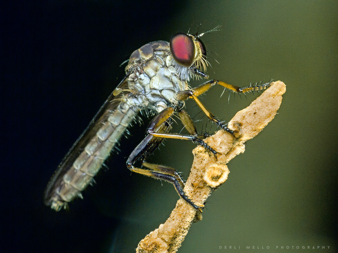 Canon EOS 7D + Canon EF 100mm F2.8 Macro USM sample photo