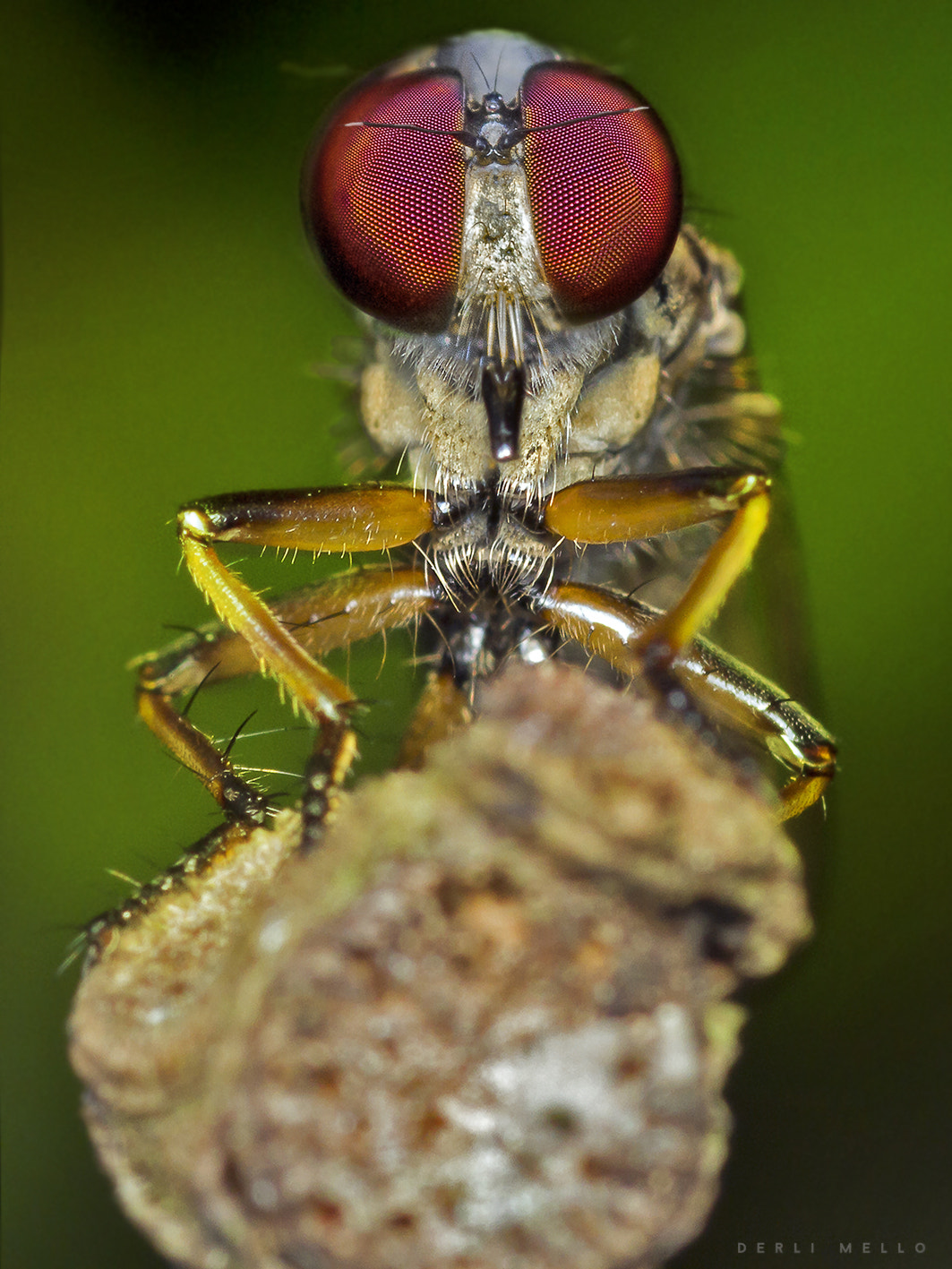 Canon EOS 7D + Canon EF 100mm F2.8 Macro USM sample photo