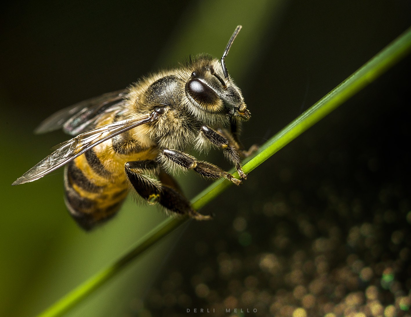 Canon EOS 5D Mark II + Canon EF 100mm F2.8 Macro USM sample photo