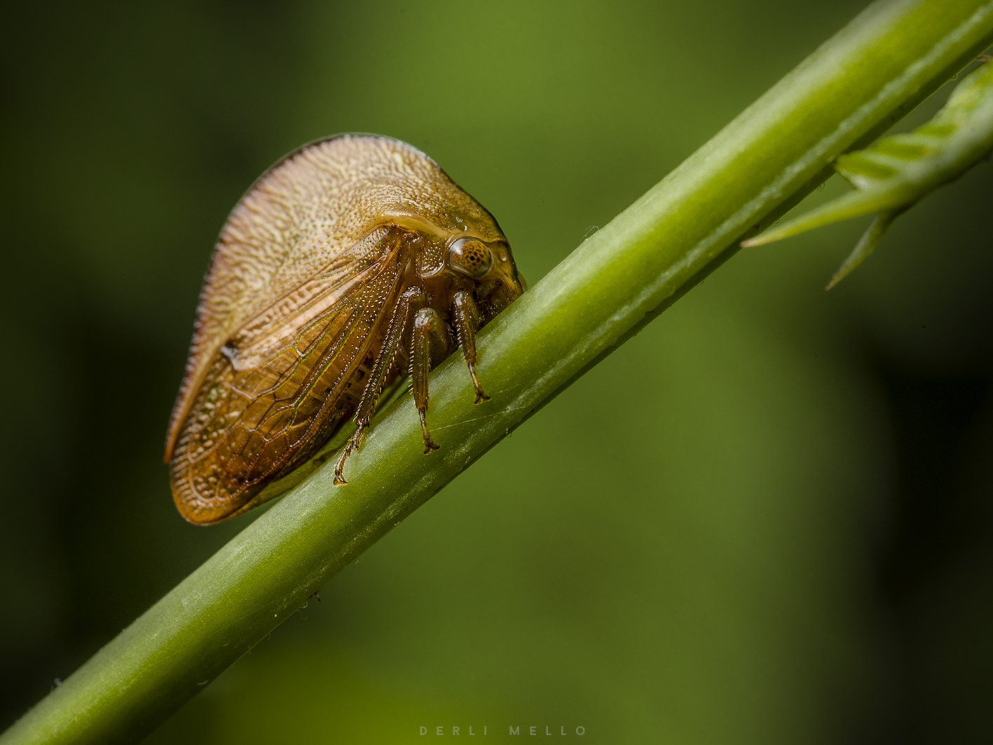 Canon EOS 5D Mark II + Canon EF 100mm F2.8 Macro USM sample photo