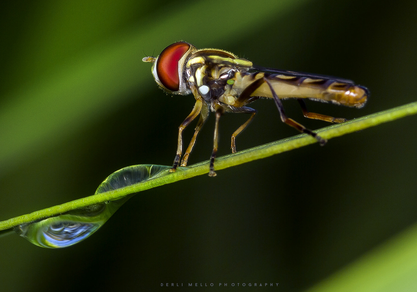 Canon EOS 7D + Canon EF 100mm F2.8 Macro USM sample photo