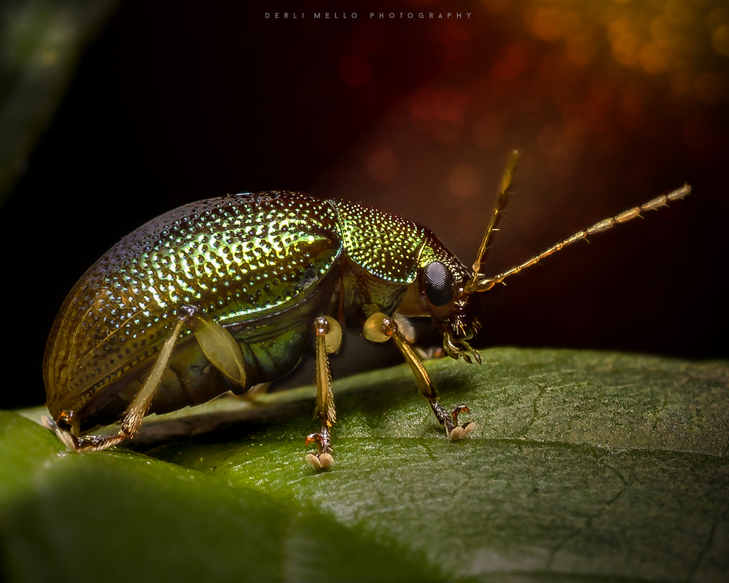 Canon EOS 5D Mark II + Canon EF 100mm F2.8 Macro USM sample photo