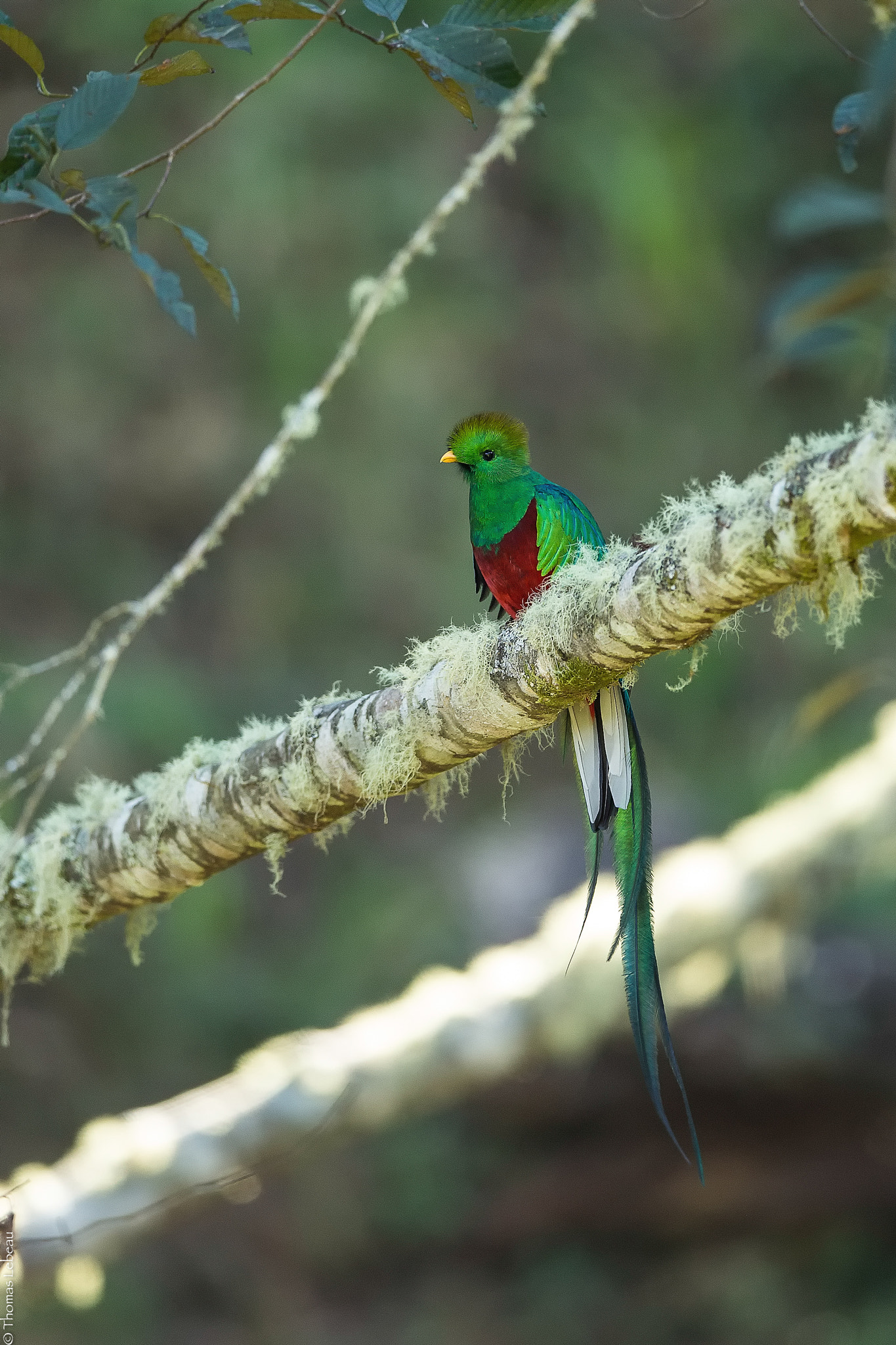 Canon EF 400mm F2.8L IS II USM sample photo. Resplendent quetzal photography