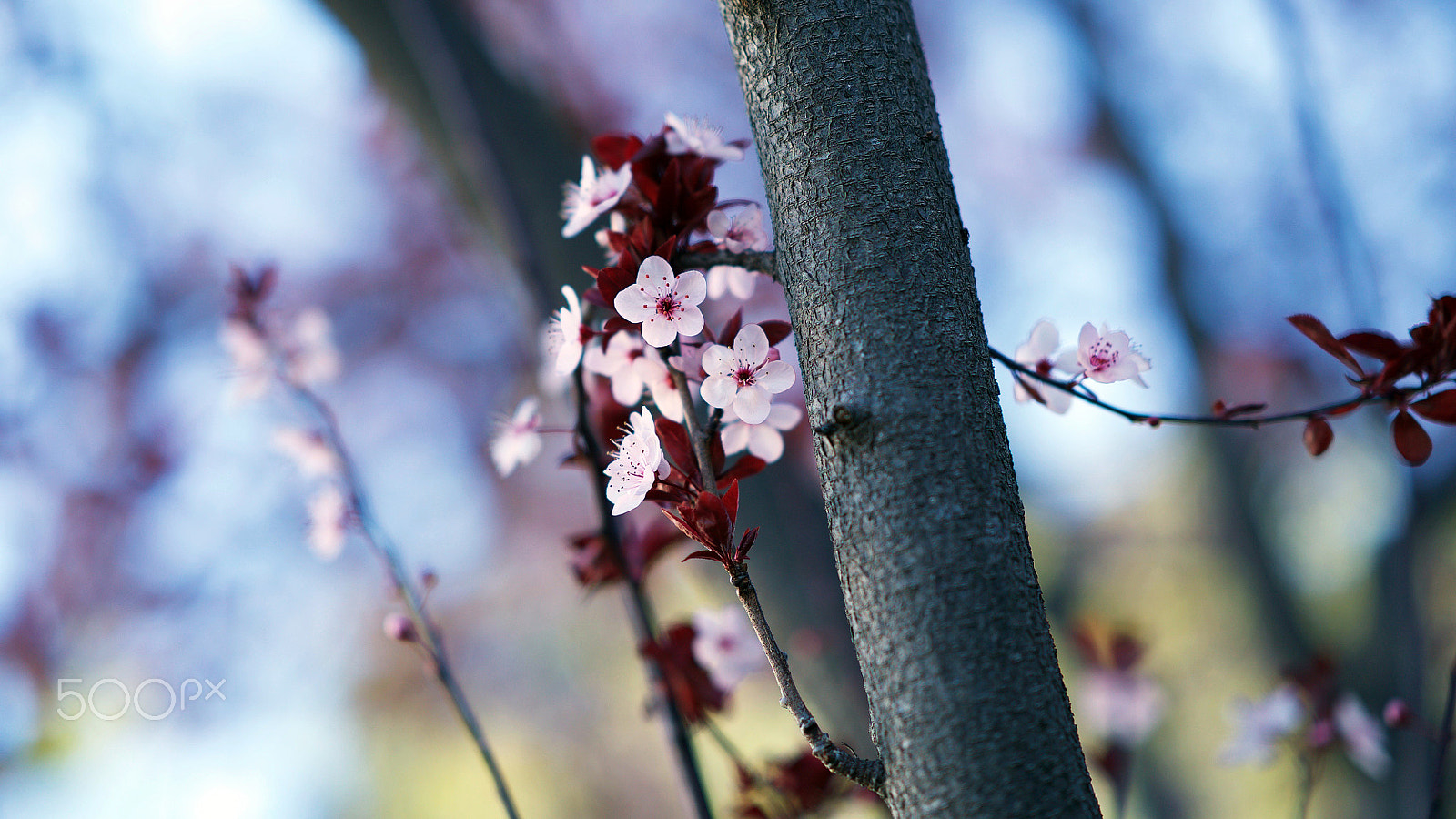 Sony a7S II + Sony FE 85mm F1.4 GM sample photo. Memory of the future photography