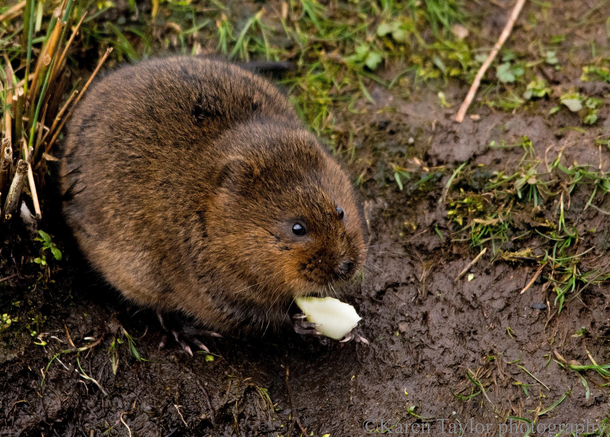 Sigma 150-500mm F5-6.3 DG OS HSM sample photo. Watervole photography