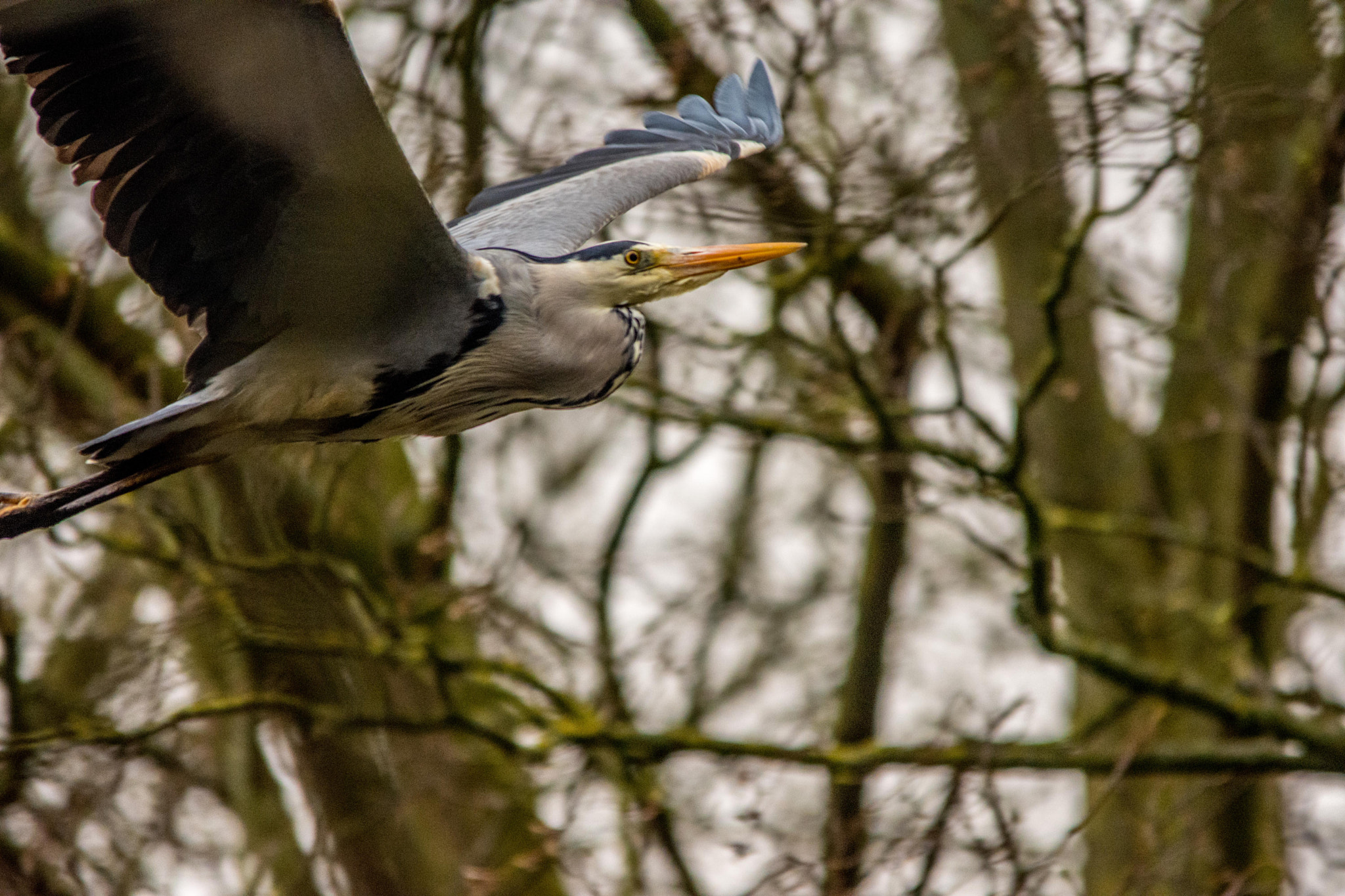 Nikon D7200 + Sigma 150-500mm F5-6.3 DG OS HSM sample photo. Heron in flight photography