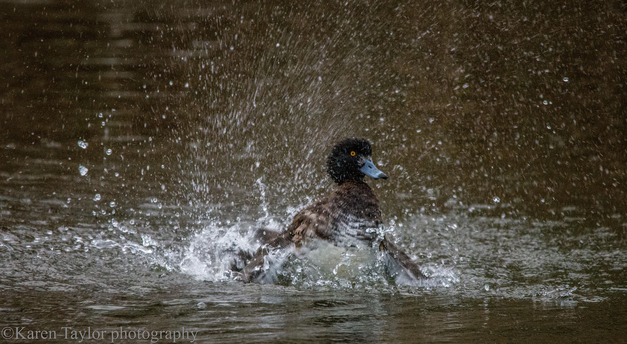 Sigma 150-500mm F5-6.3 DG OS HSM sample photo