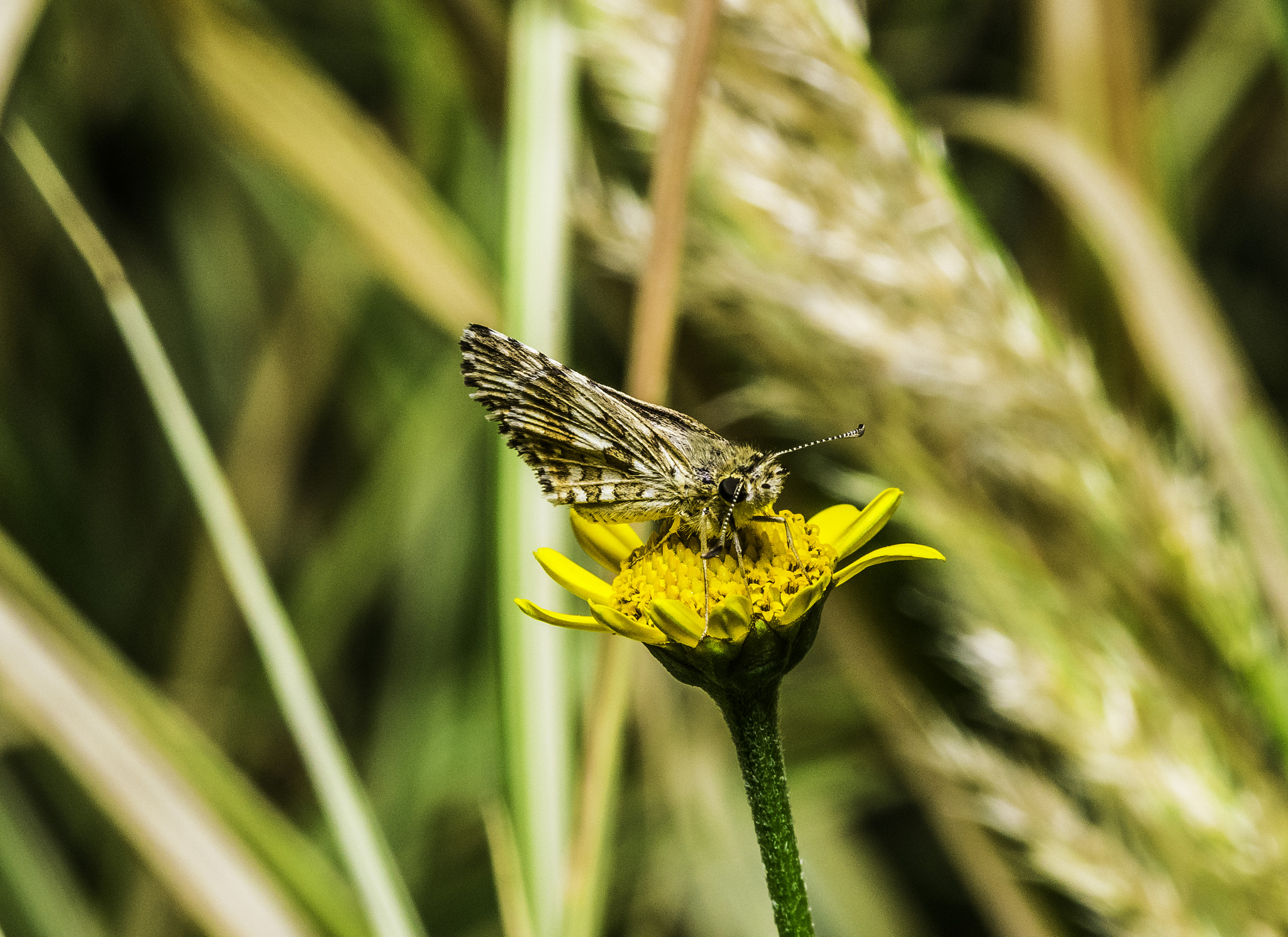 Nikon D5300 + Tokina AT-X Pro 100mm F2.8 Macro sample photo. Ajedrezada menor (pyrgus orcynoides) photography