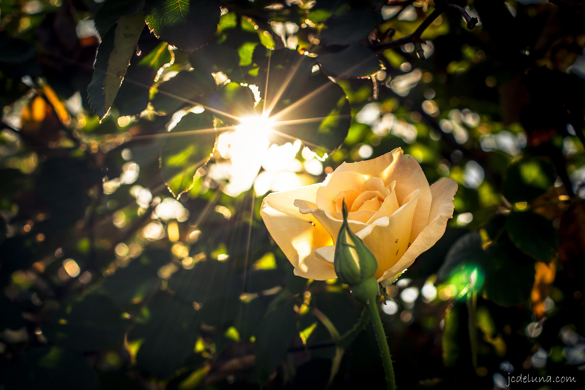 Canon EF 40mm F2.8 STM sample photo. Yellow rose photography