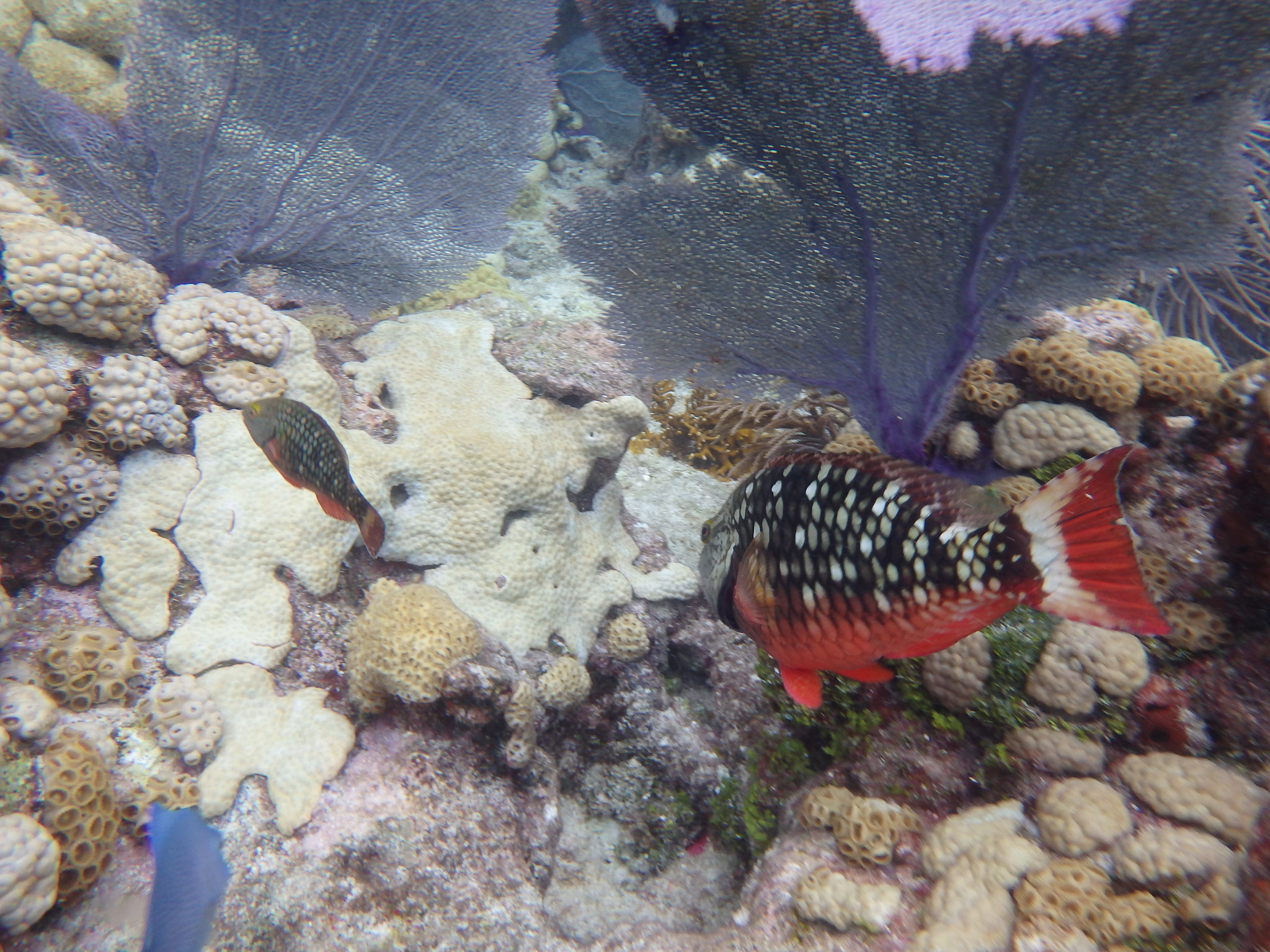 Olympus TG-830 sample photo. Stoplight parrot fish photography