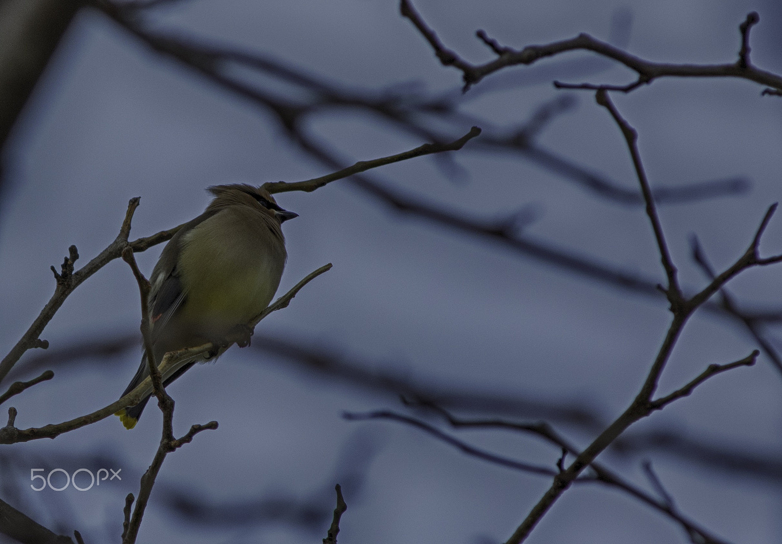 Nikon AF-Nikkor 80-200mm F2.8D ED sample photo. Cedar waxwing hdr photography