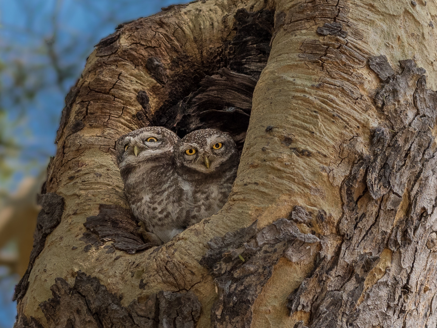 Nikon D810 + Nikon AF-S Nikkor 85mm F1.8G sample photo. Chevêchette perlée pearl spotted owlet myanmar photography