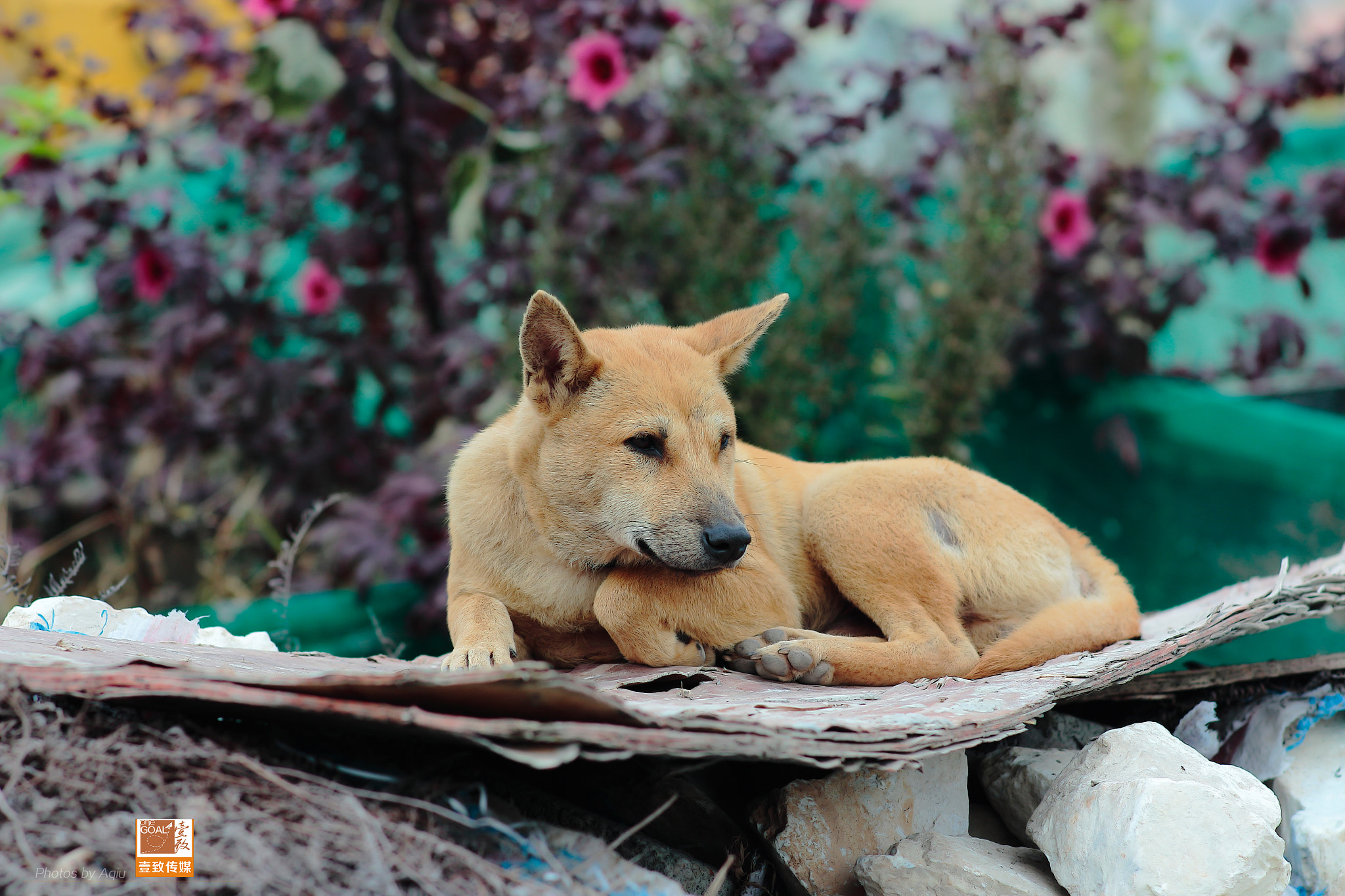 Canon EOS 650D (EOS Rebel T4i / EOS Kiss X6i) sample photo. Grandmother 's dog photography