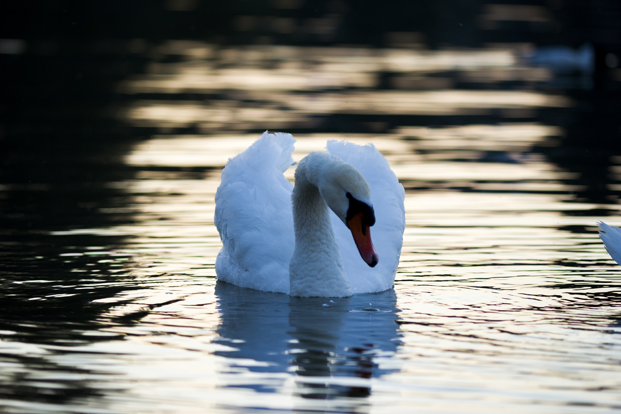 Canon EF 80-200mm f/2.8L sample photo. Swan photography