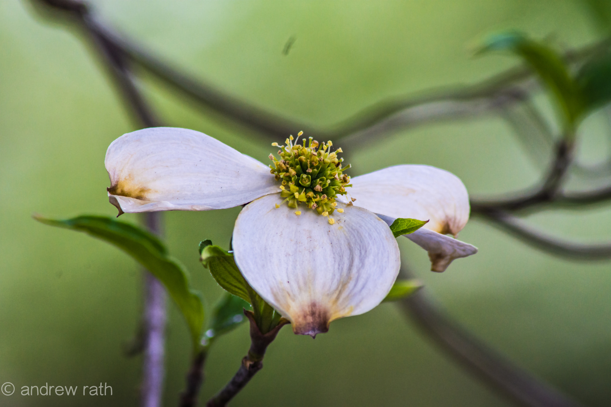 Nikon D7200 sample photo. Dsc photography