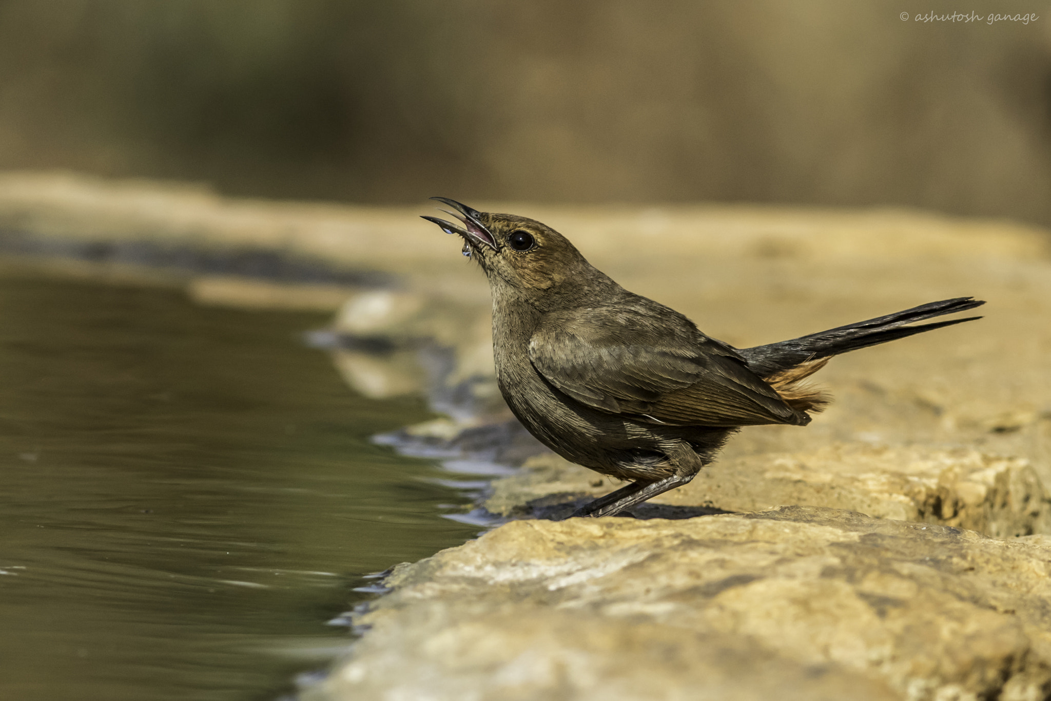 Canon EF 300mm F4L IS USM sample photo. Indian robin photography