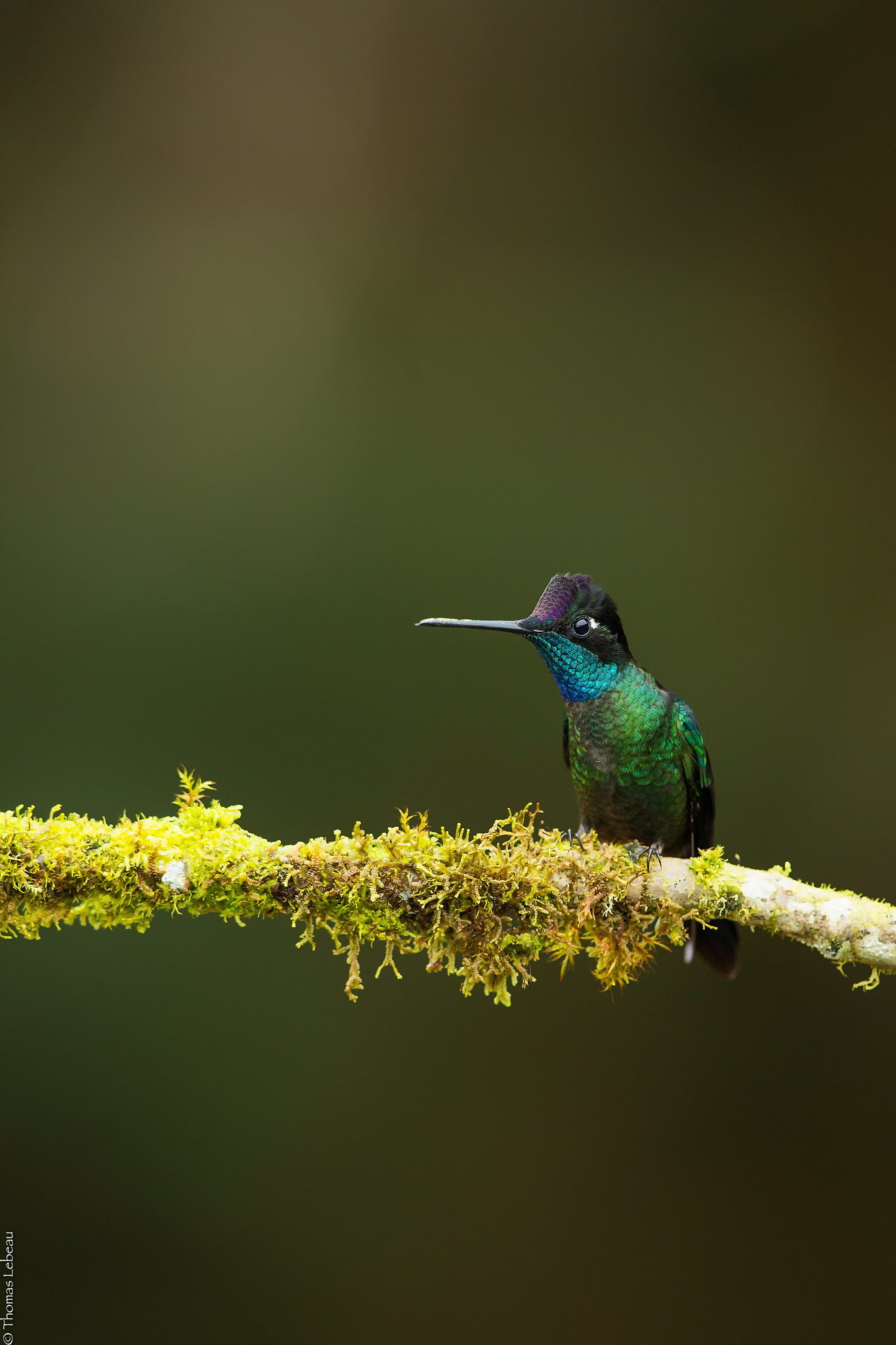 Canon EF 400mm F2.8L IS II USM sample photo. Magnificent hummingbird photography