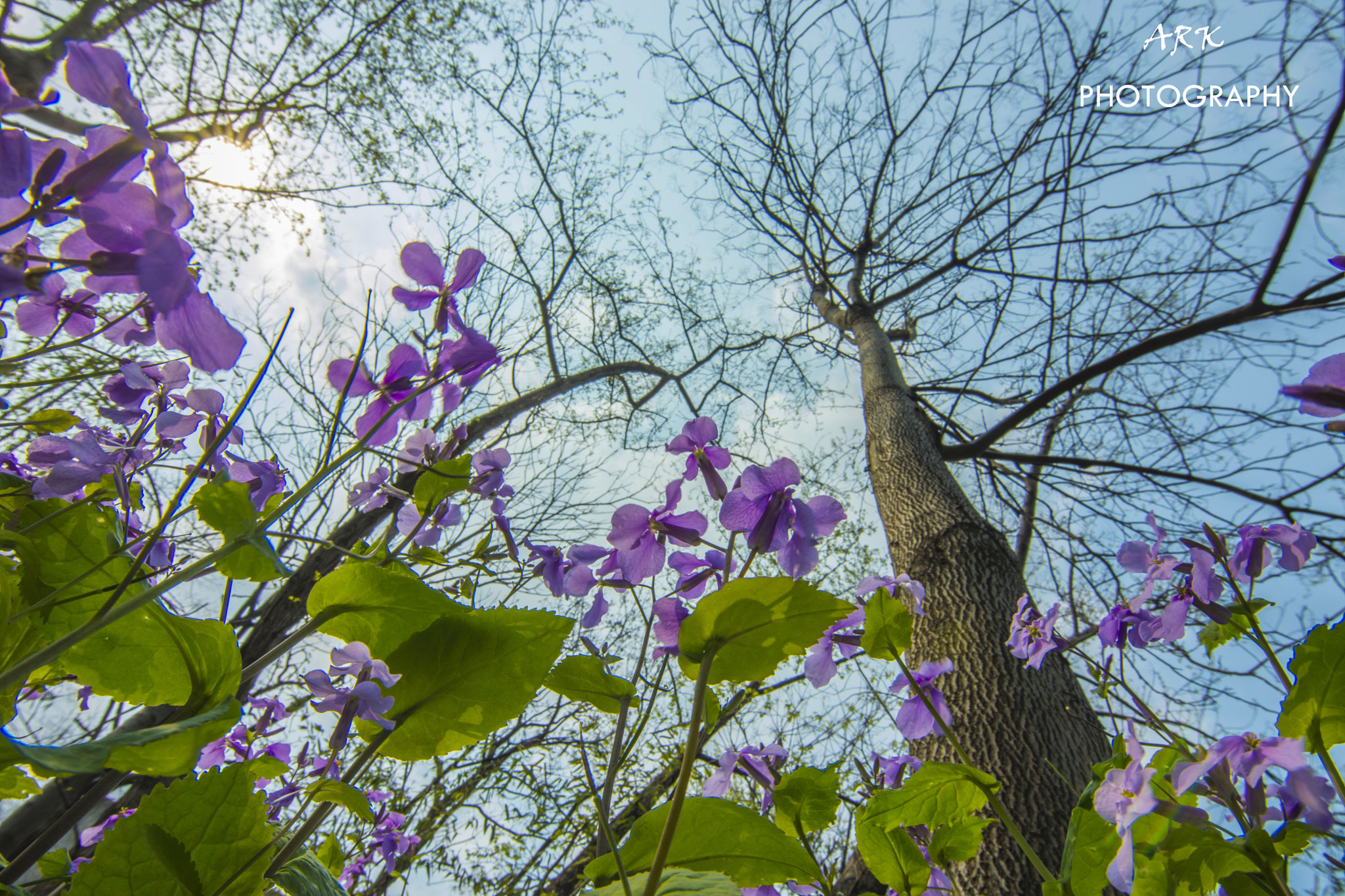 Nikon D7200 sample photo. Uprise！ photography