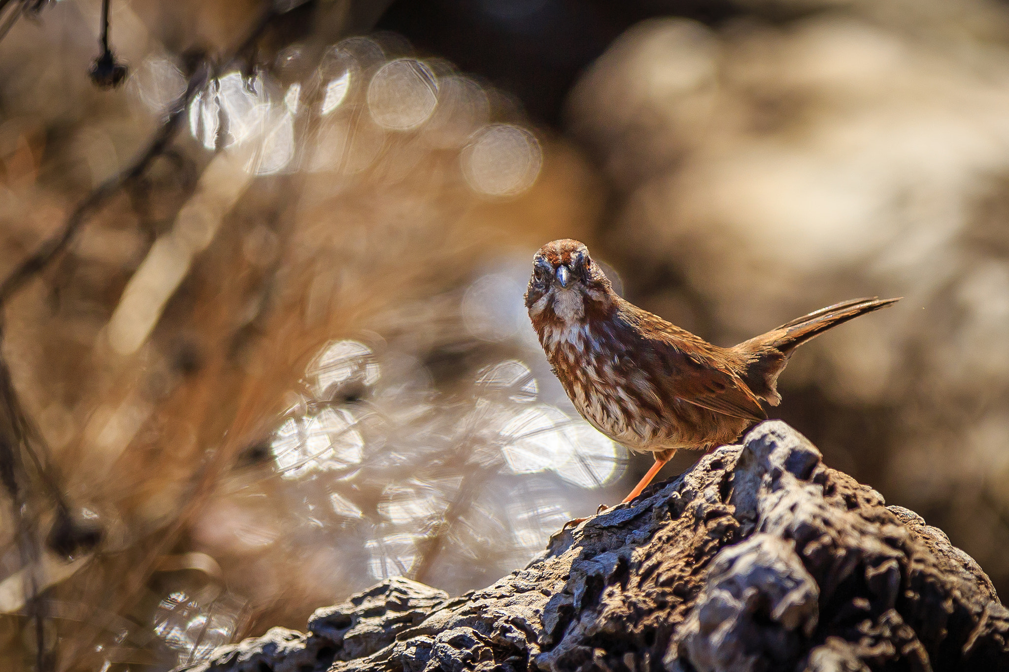 Canon EOS 6D sample photo. Song sparrow photography