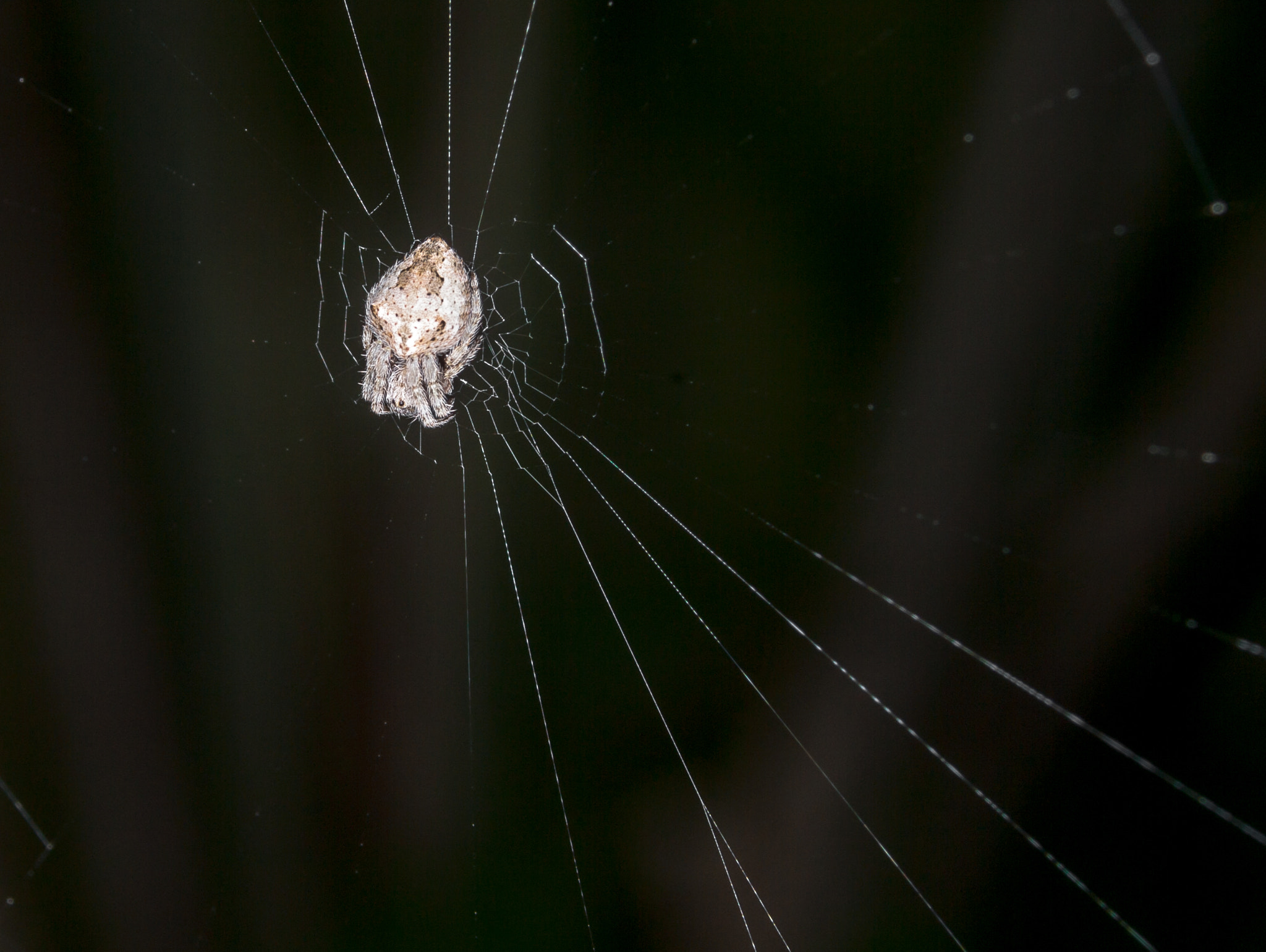 Pentax K-7 + Tamron 35-90mm F4 AF sample photo. A shy spider photography