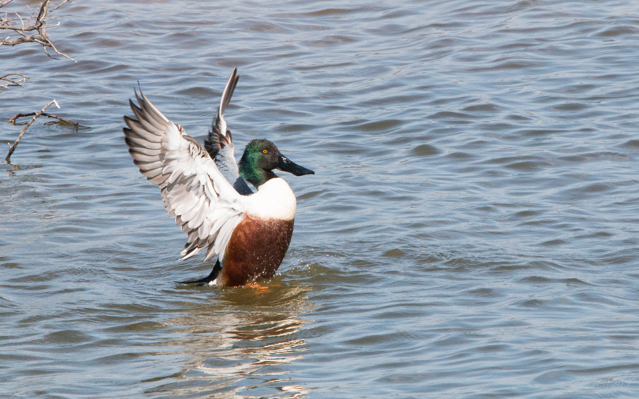 150-600mm F5-6.3 DG OS HSM | Contemporary 015 sample photo. Trying to impress photography
