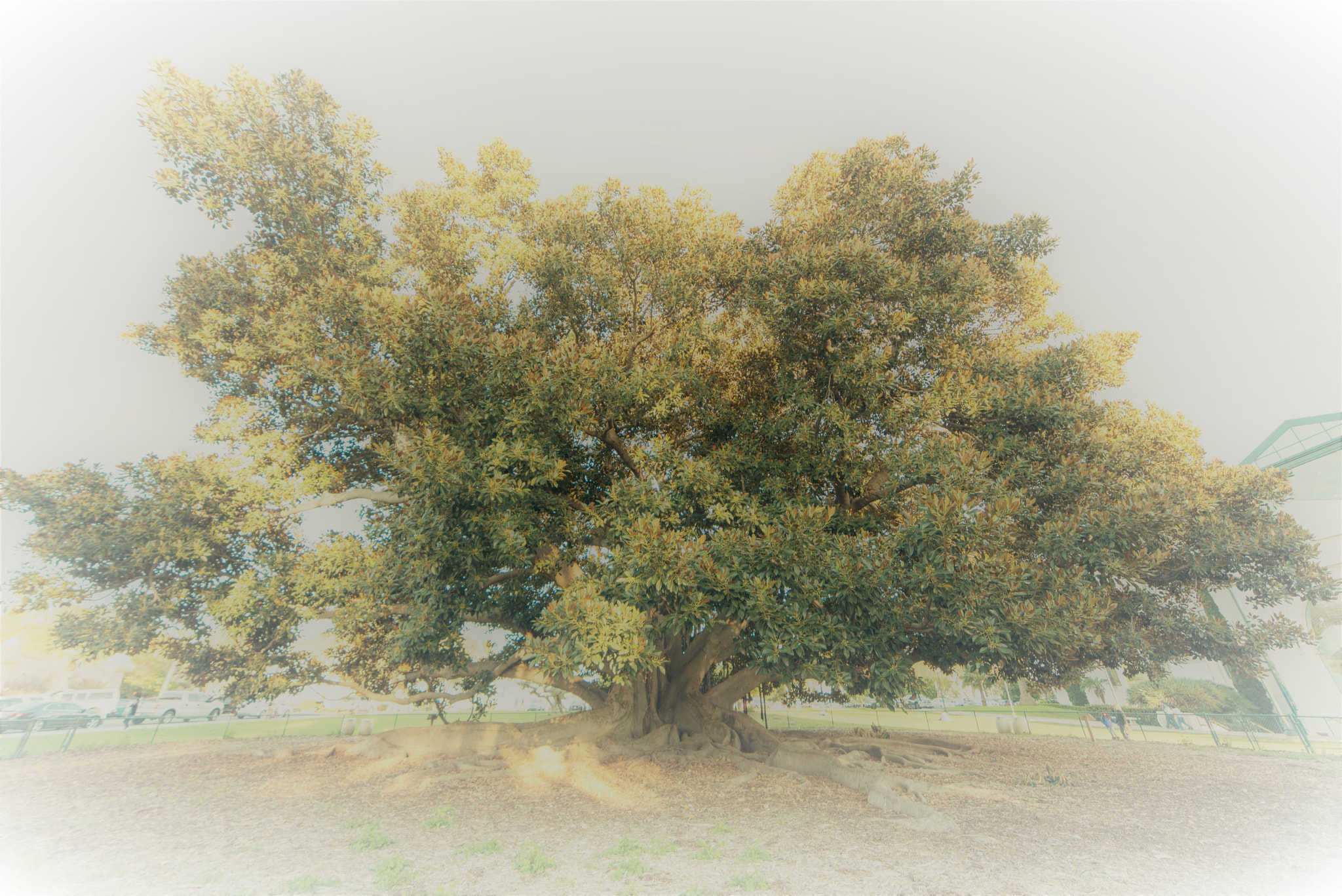 A Series Lens sample photo. Tree of life photography