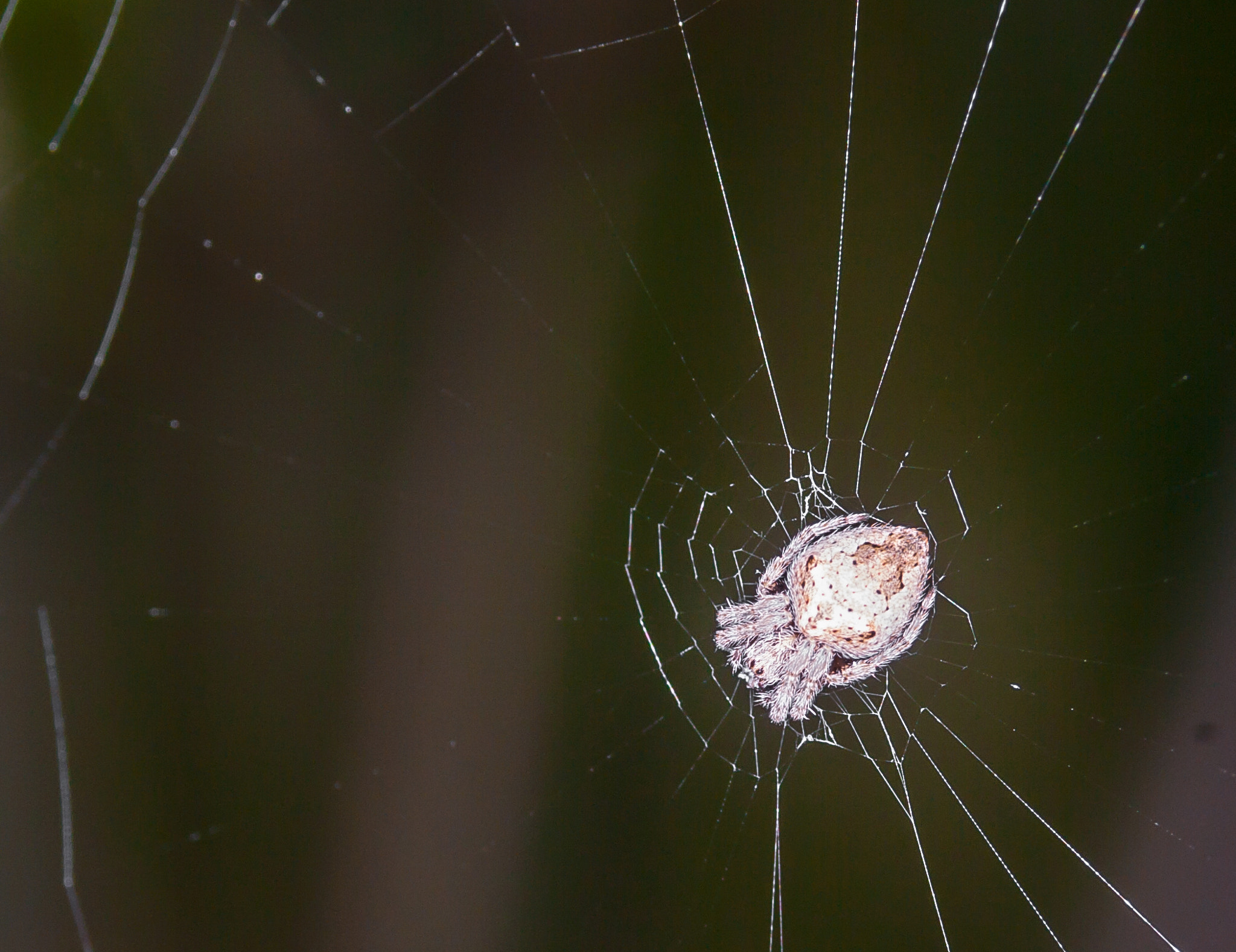 Pentax K-7 + Tamron 35-90mm F4 AF sample photo. A shy spider #2 photography