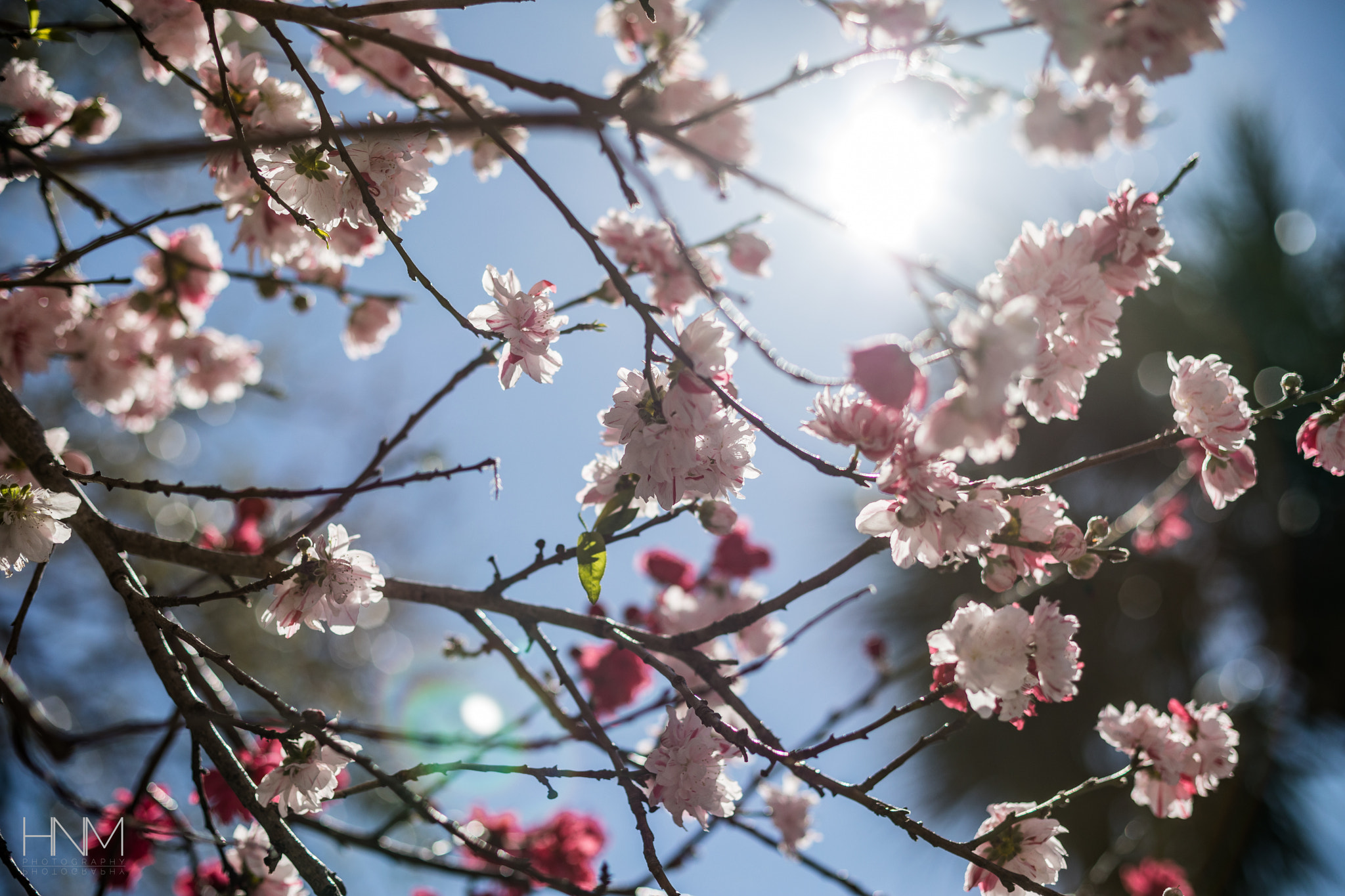 Canon EOS 5D Mark IV sample photo. Blossoms of spring photography