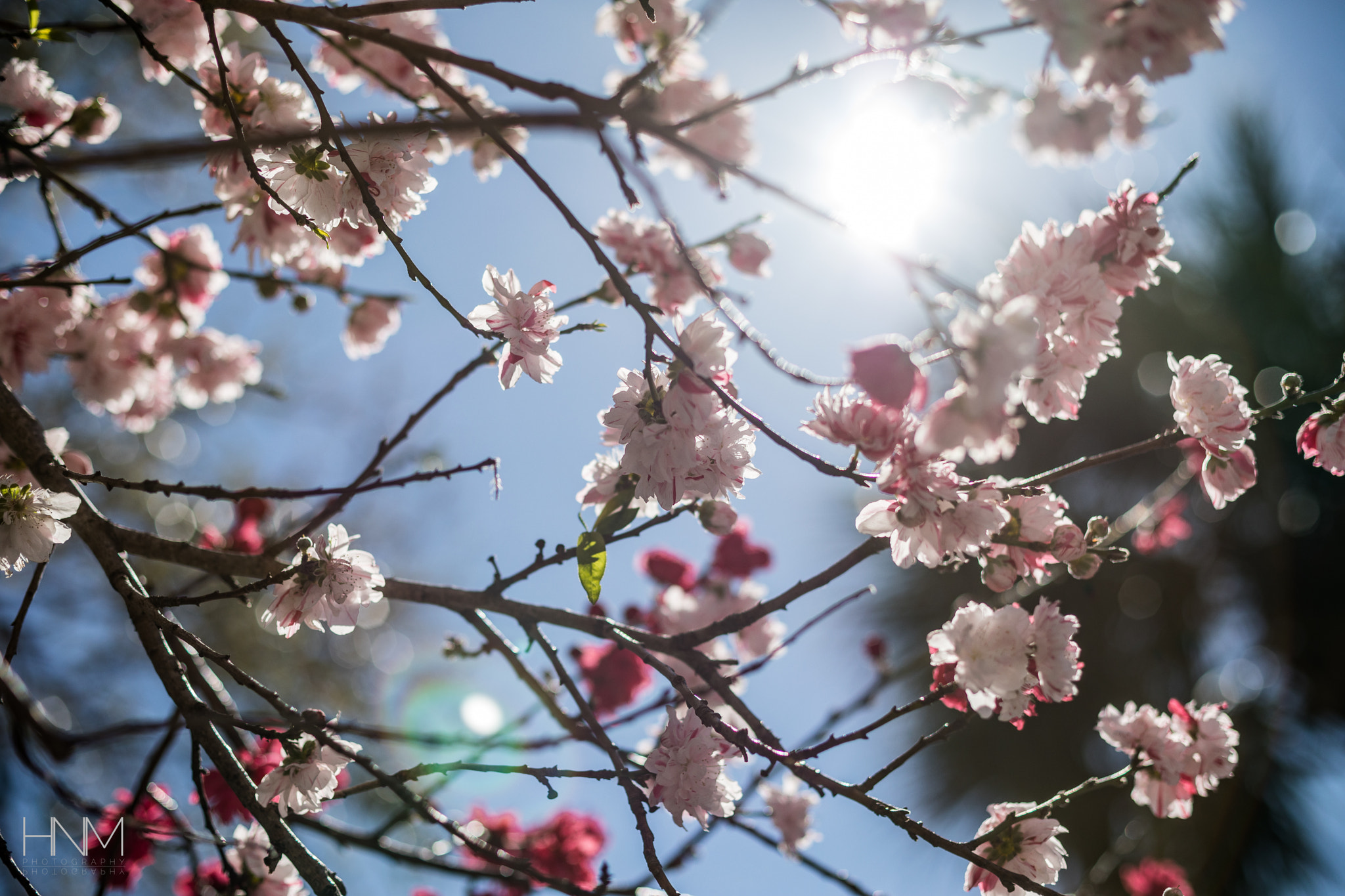 Canon EF 50mm F1.4 USM sample photo. Blossoms of spring photography