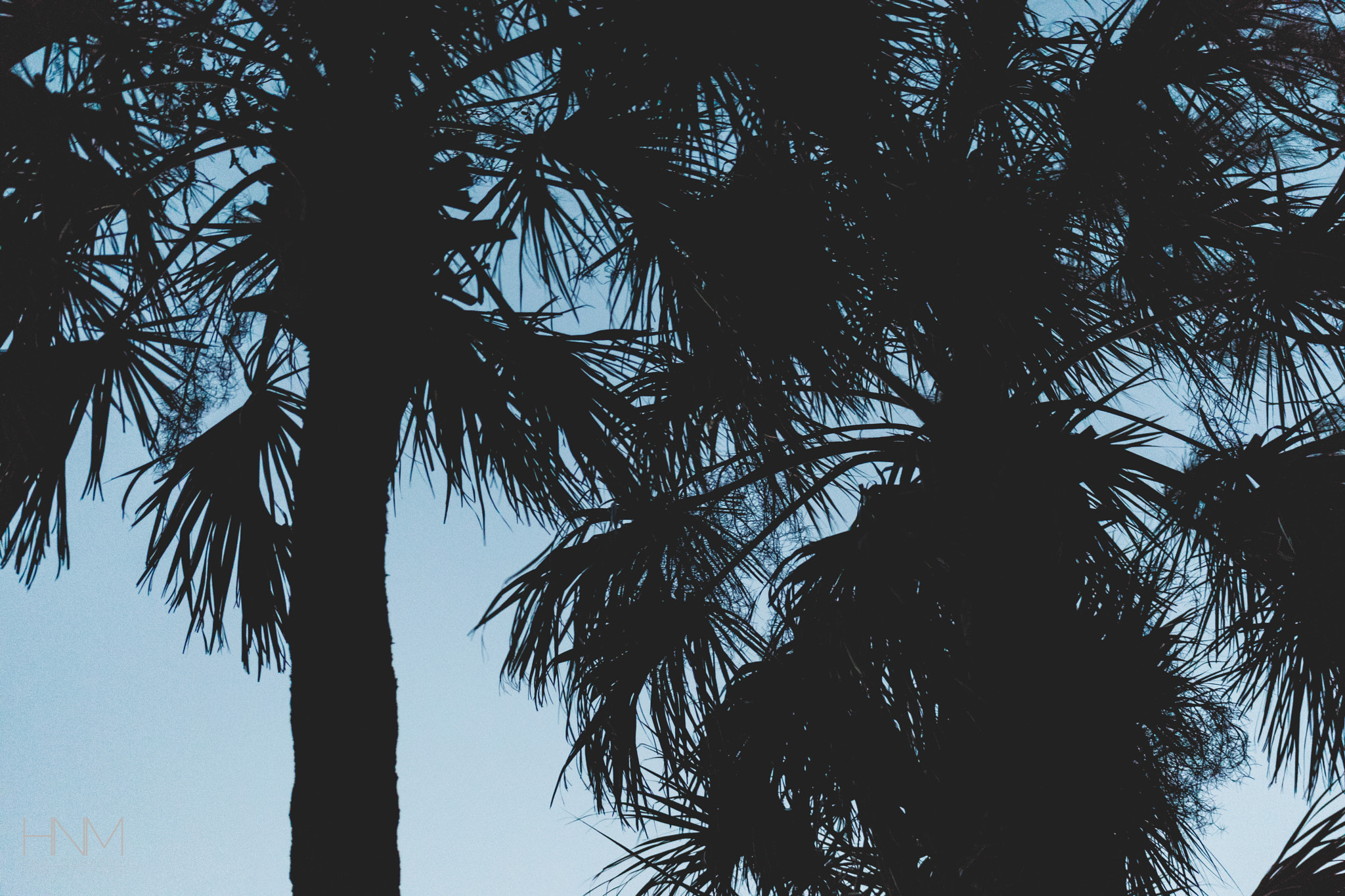 EF75-300mm f/4-5.6 sample photo. Palms photography