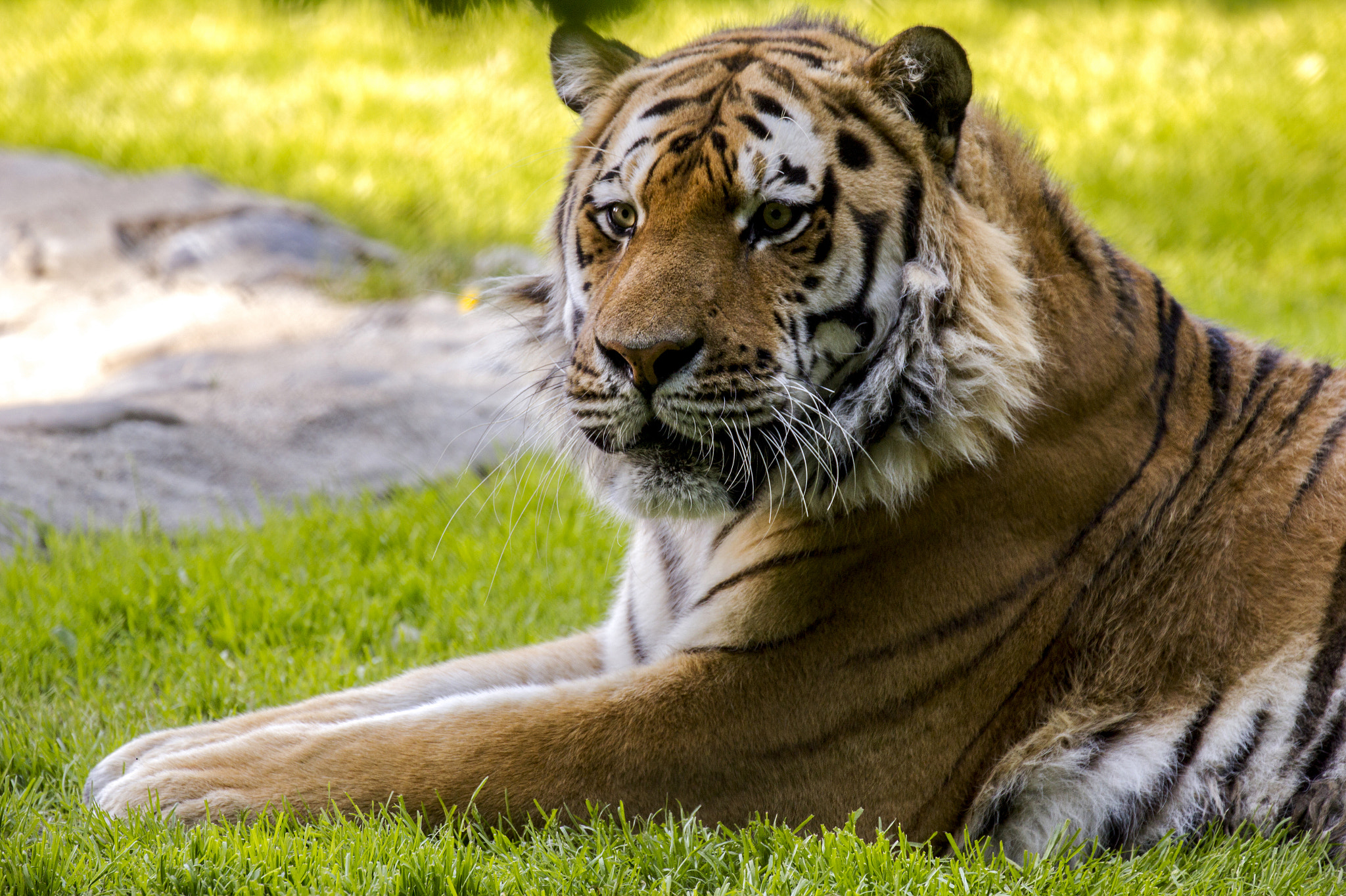 Canon EF 70-300mm F4-5.6L IS USM sample photo. Tigre photography