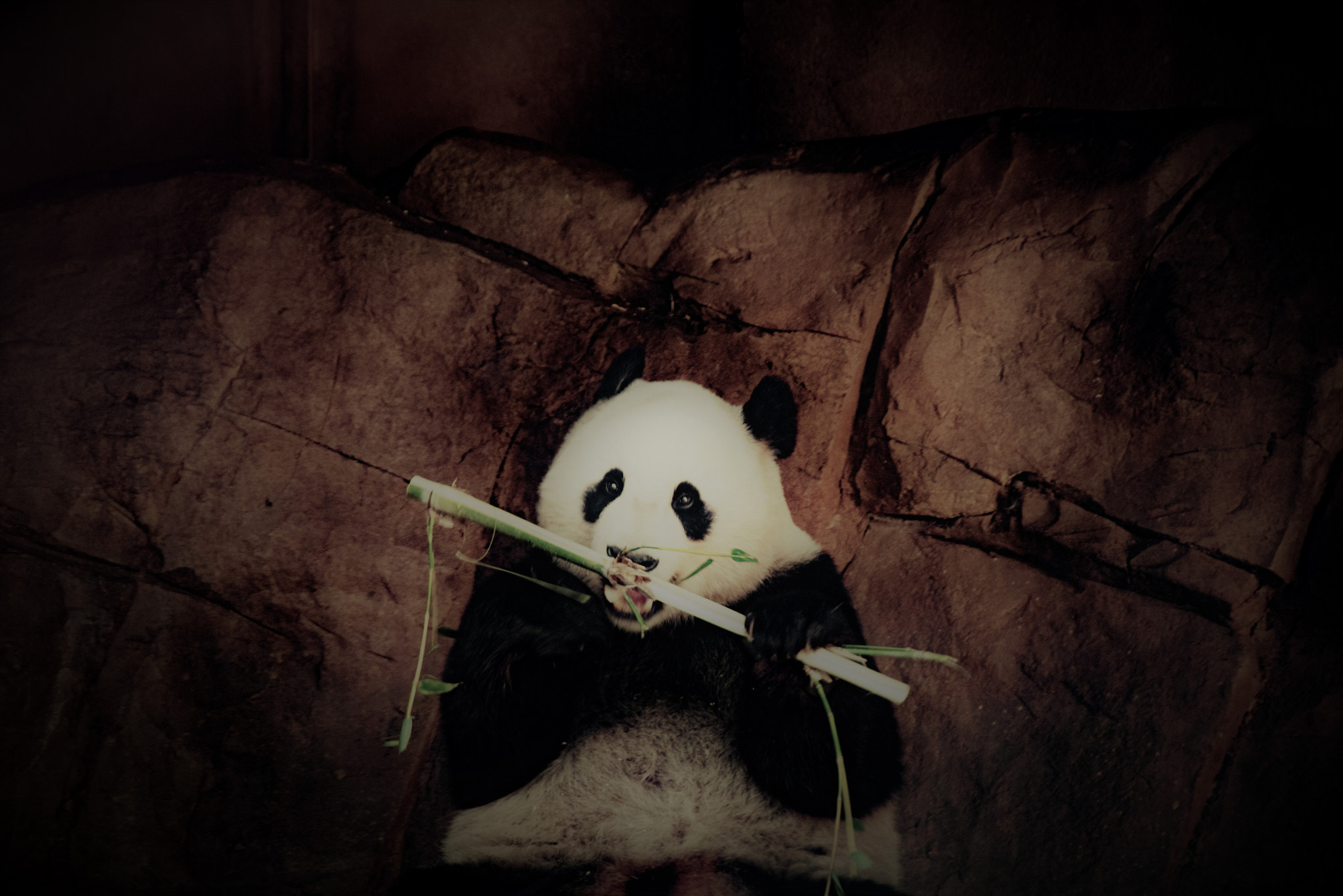 Pentax K-1 + Sigma sample photo. Portrait of a panda photography