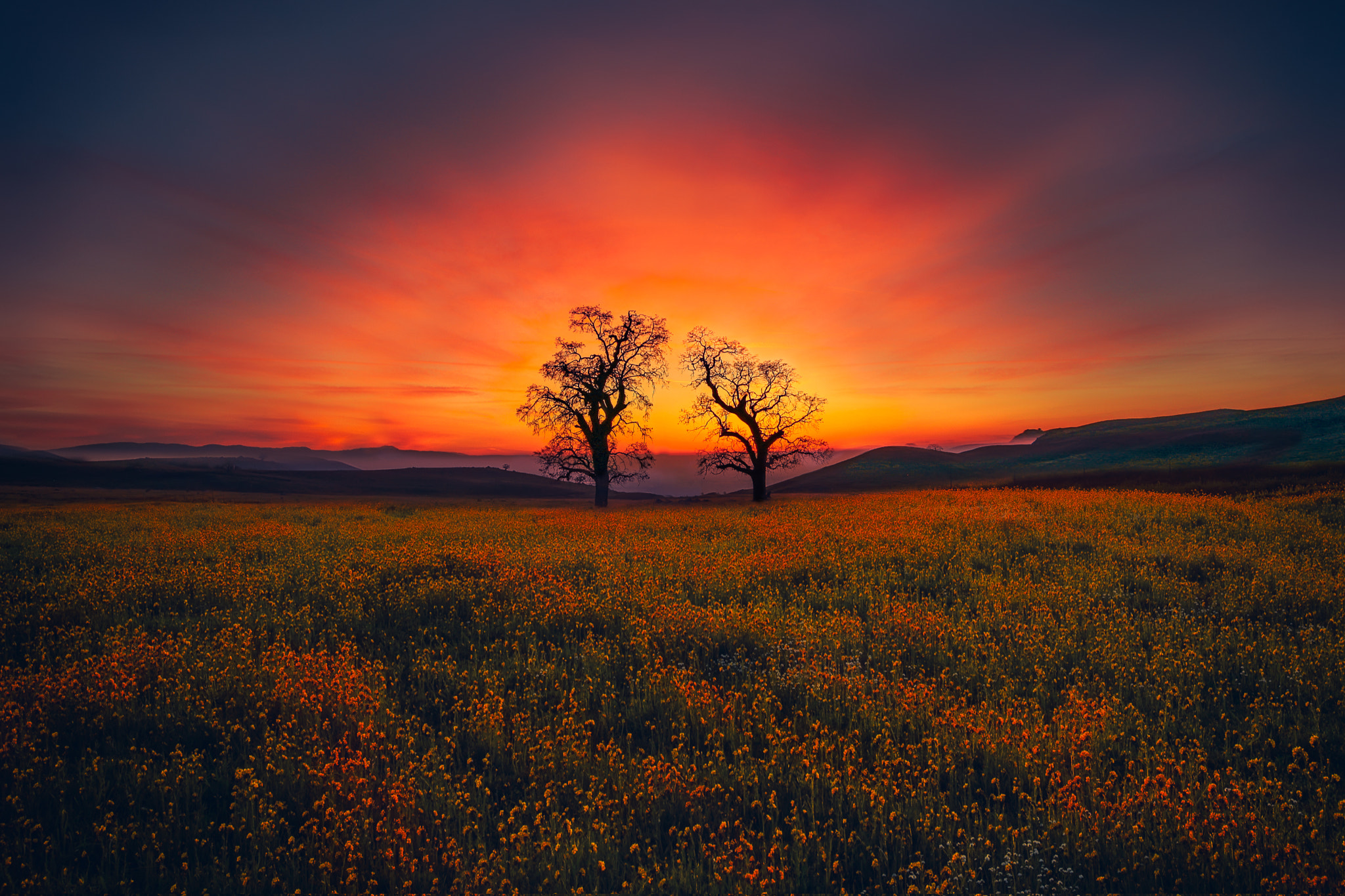 Canon EOS-1Ds Mark III + Canon EF 14mm F2.8L II USM sample photo. Arvin at sunset photography