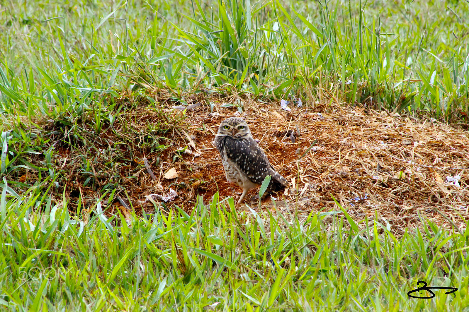 Canon EOS 600D (Rebel EOS T3i / EOS Kiss X5) + EF75-300mm f/4-5.6 sample photo. Coruja buraqueira photography