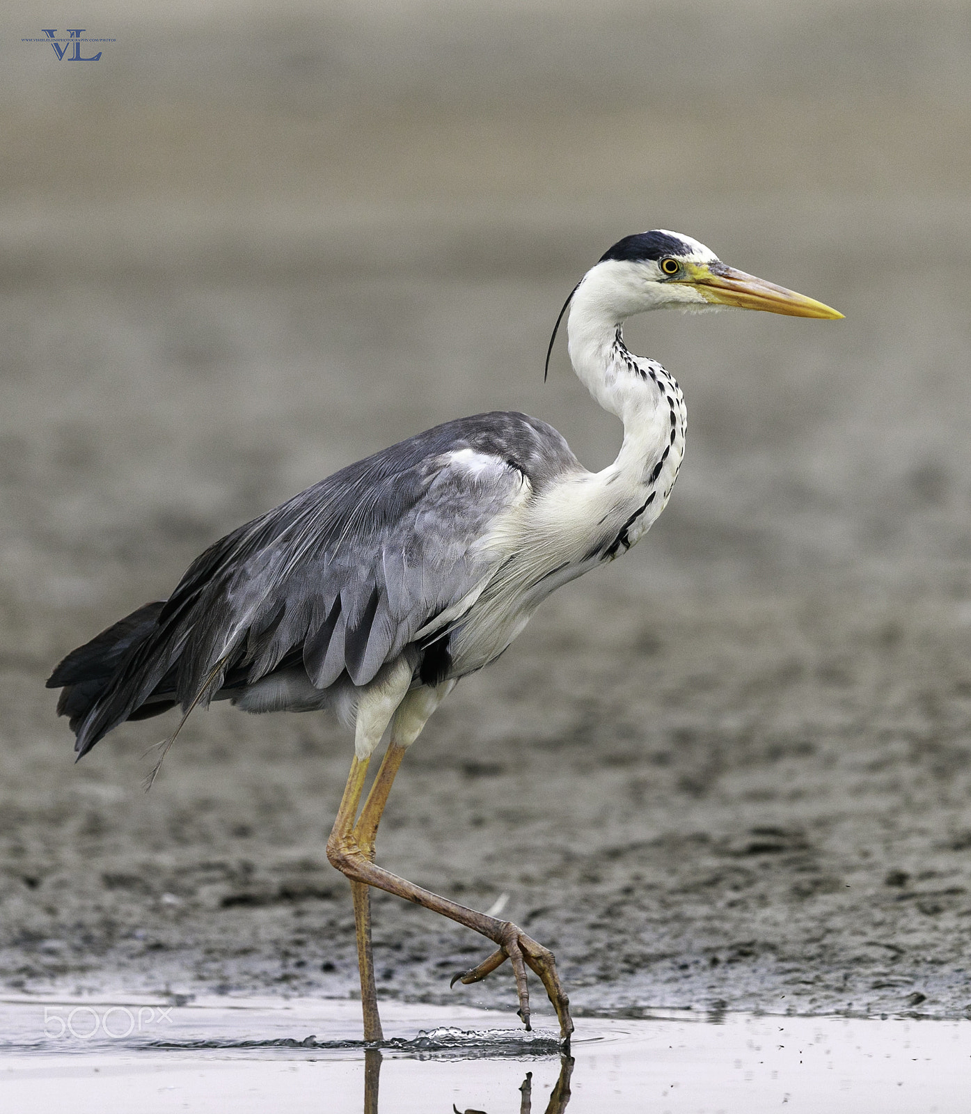 Canon EF 600mm F4L IS II USM sample photo. Grey heron photography