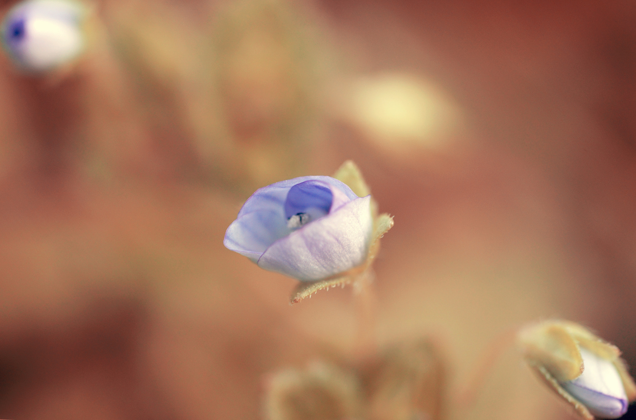 Sony a6000 + Sony FE 90mm F2.8 Macro G OSS sample photo. Flower photography