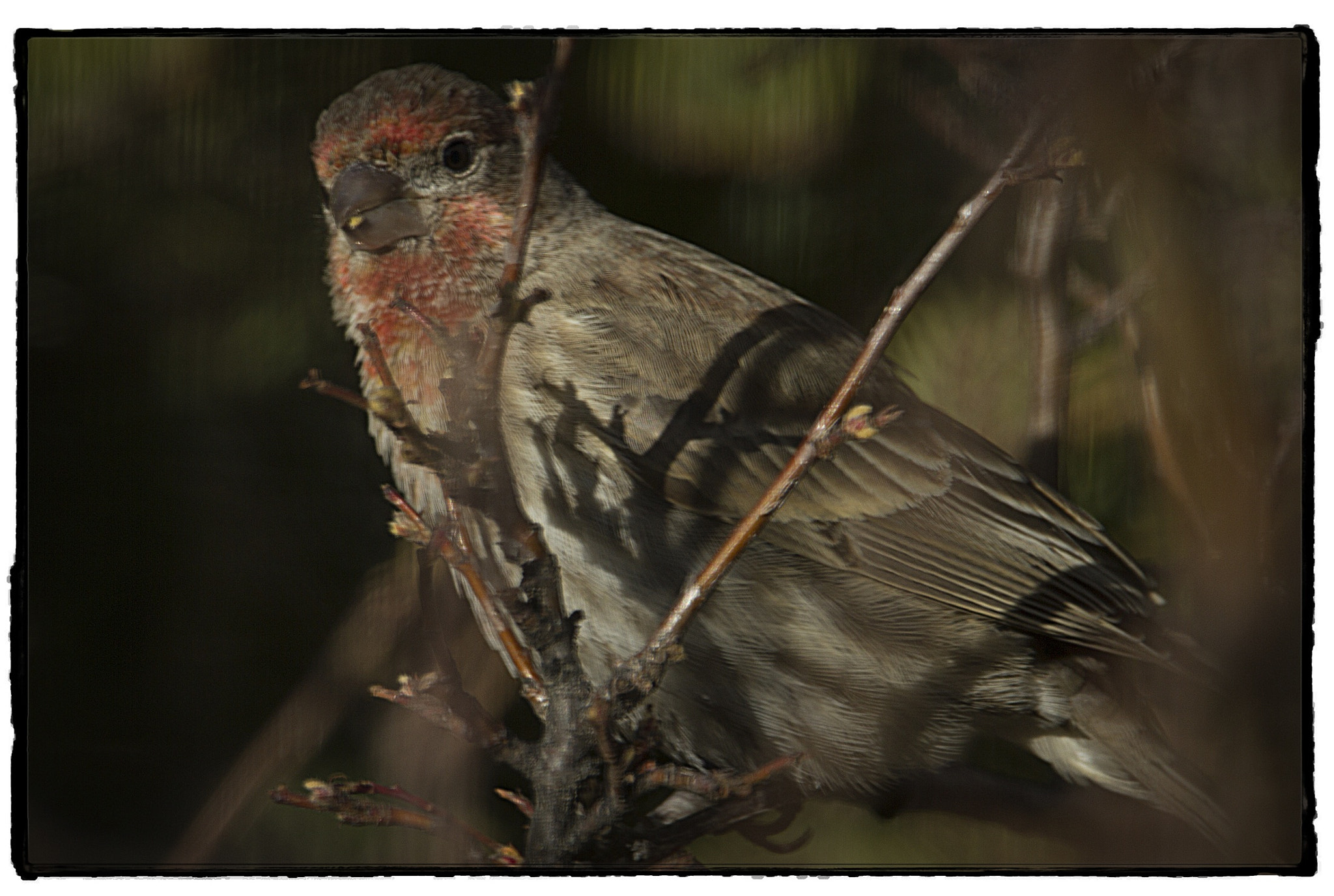 150-600mm F5-6.3 DG OS HSM | Contemporary 015 sample photo. Red feathers. photography