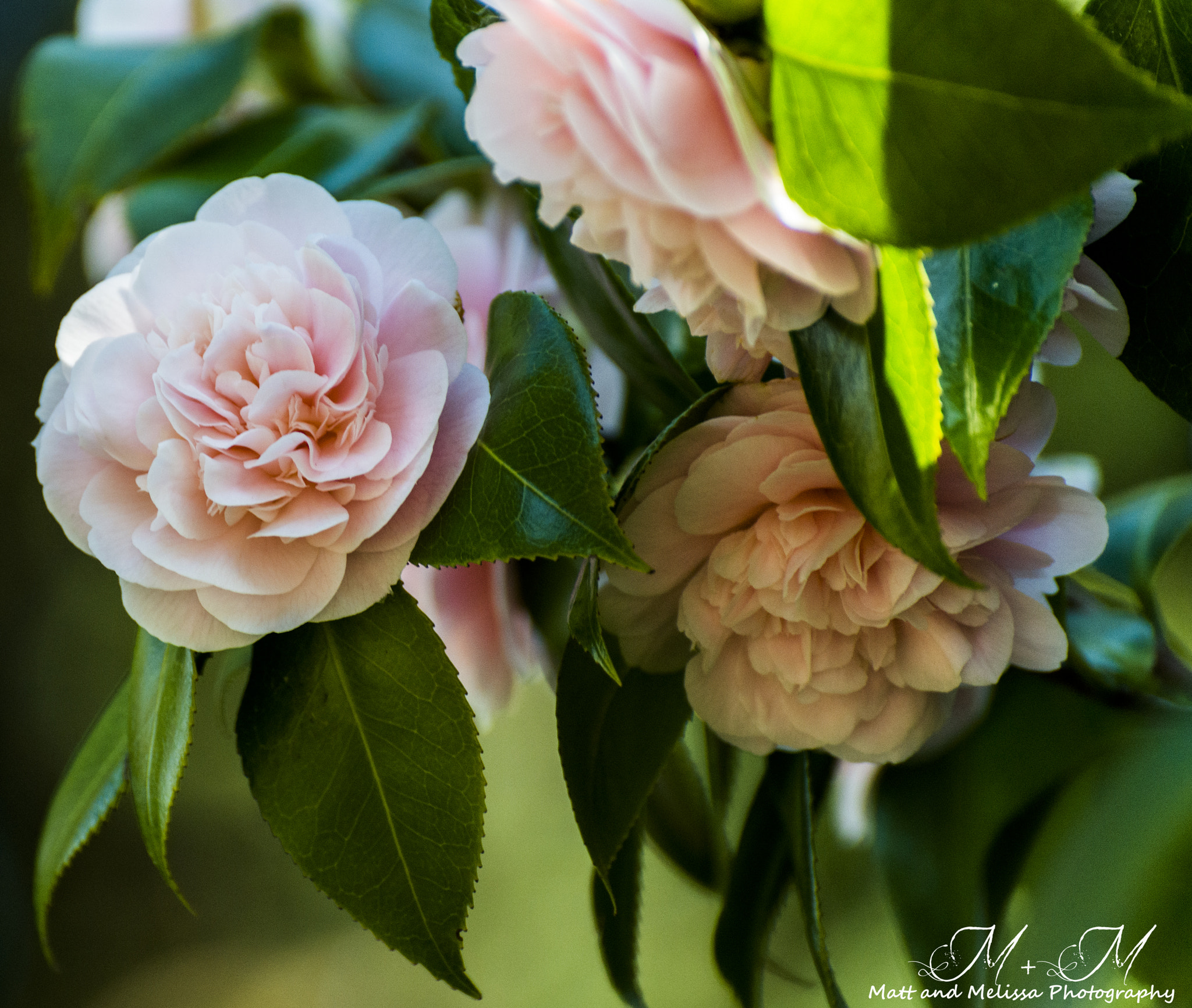 Nikon D800 sample photo. Pink photography