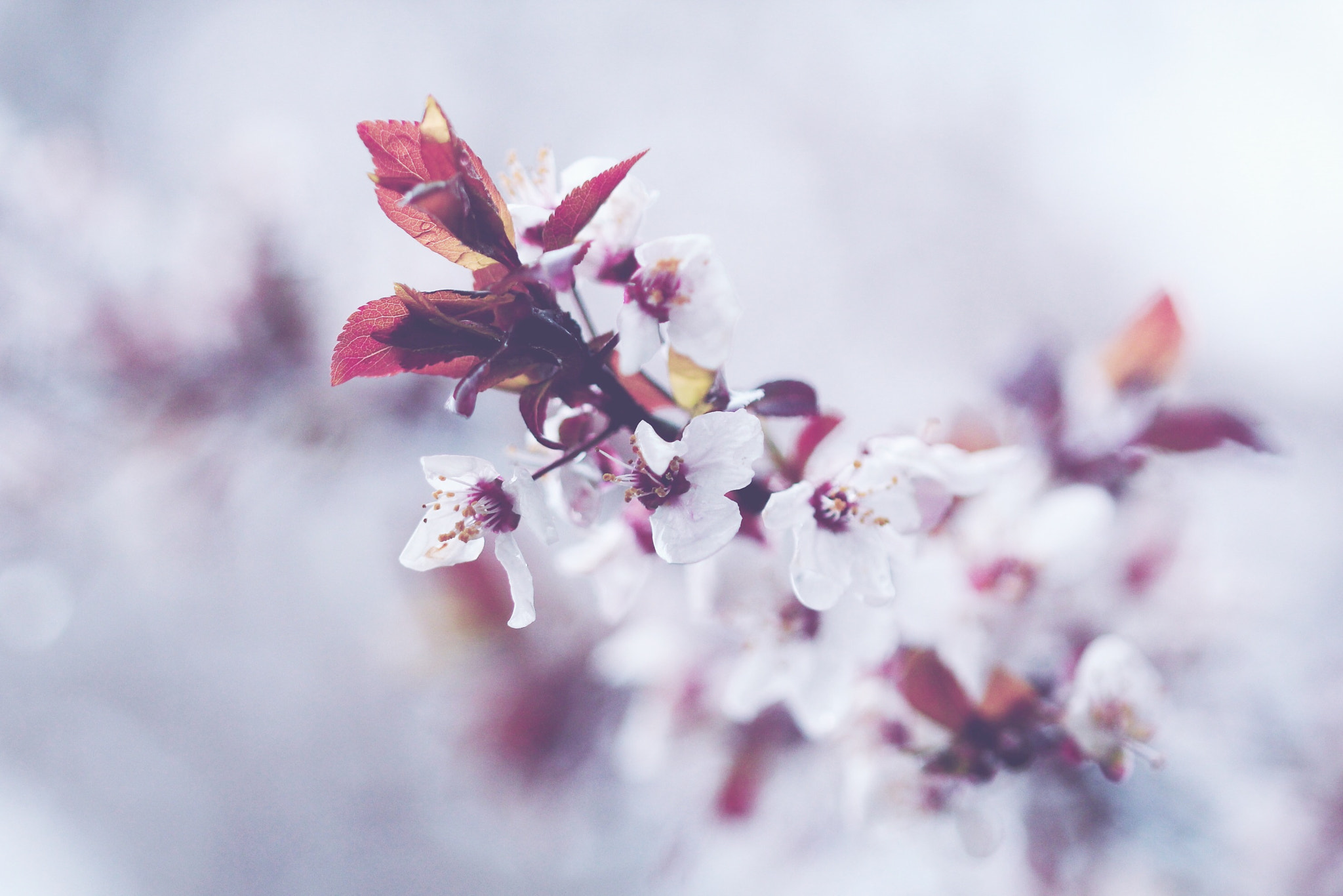 Canon EF 100mm F2.8 Macro USM sample photo. Sakura photography