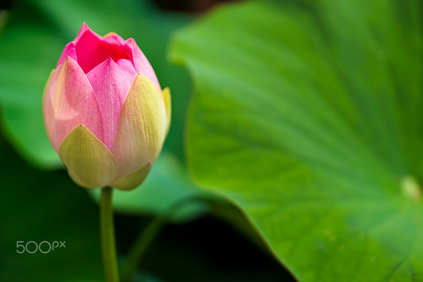 Sony a7 II + Sony FE 90mm F2.8 Macro G OSS sample photo. Possibility photography