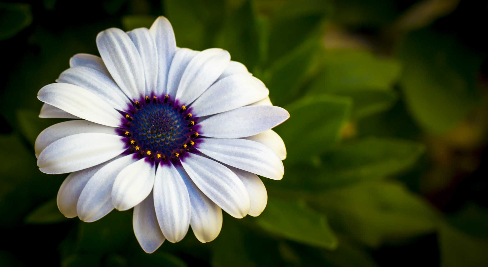 Canon EOS 550D (EOS Rebel T2i / EOS Kiss X4) sample photo. Flower photography