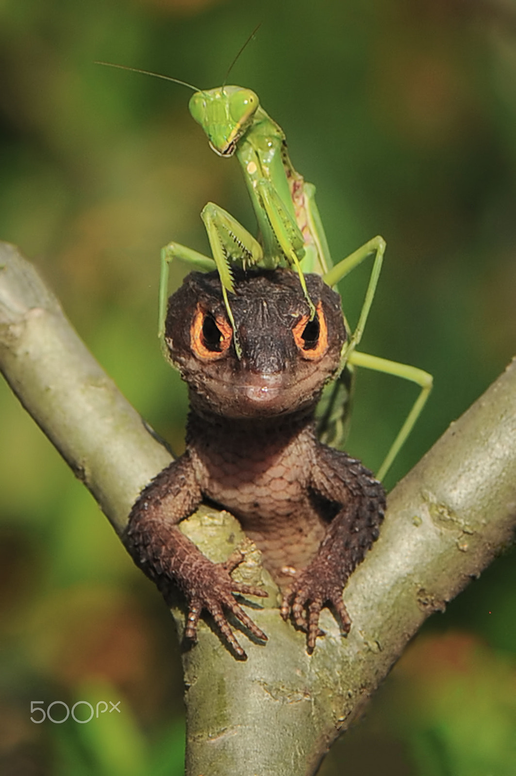 Nikon AF-S Micro-Nikkor 105mm F2.8G IF-ED VR sample photo. Mantis and croc photography