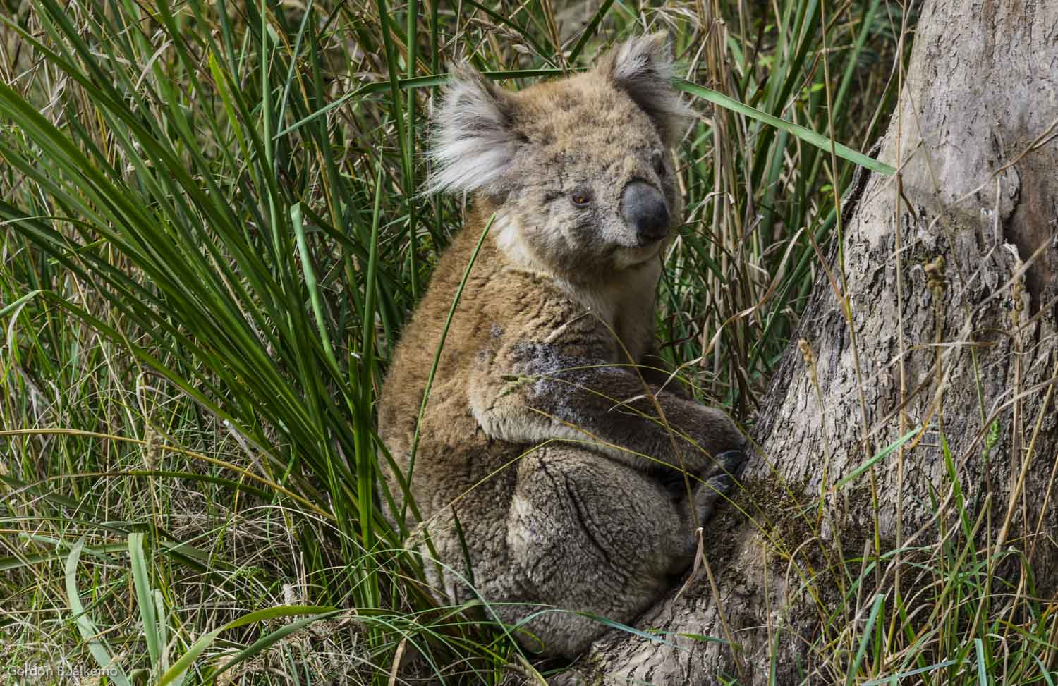 Nikon AF-Nikkor 80-200mm F2.8D ED sample photo. Koala g'day mate photography