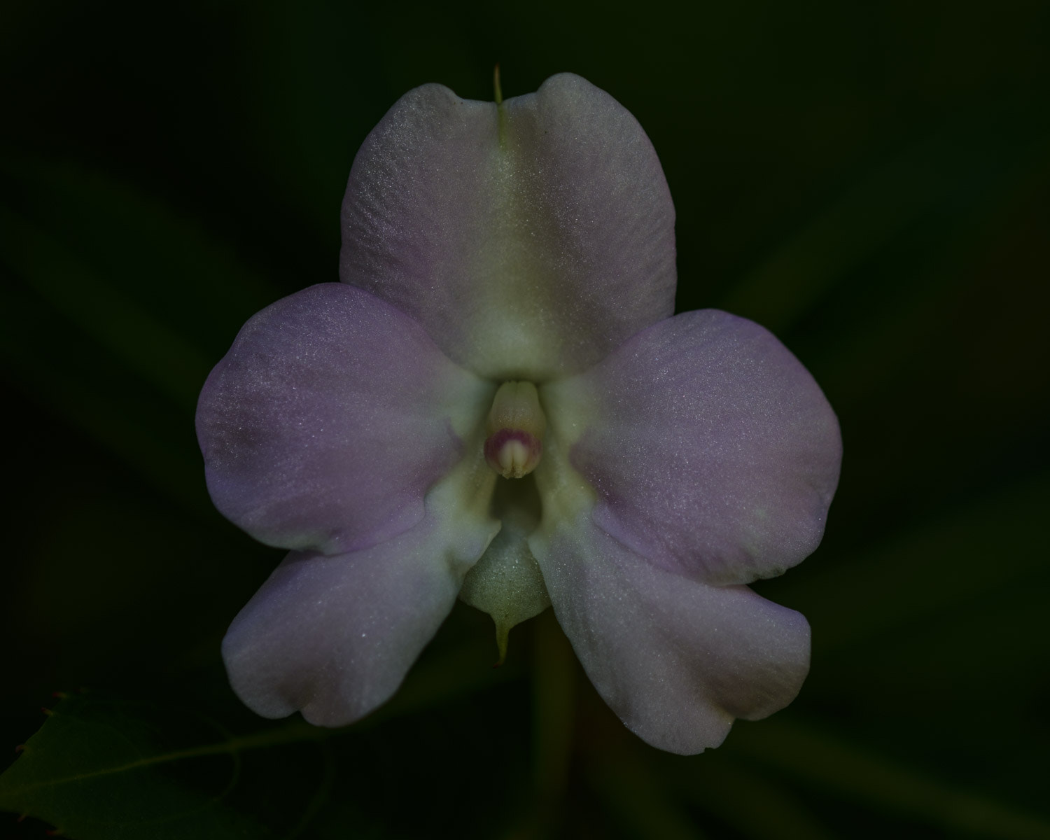 Nikon D800 + Nikon AF Micro-Nikkor 200mm F4D ED-IF sample photo. Botanical gdn photography