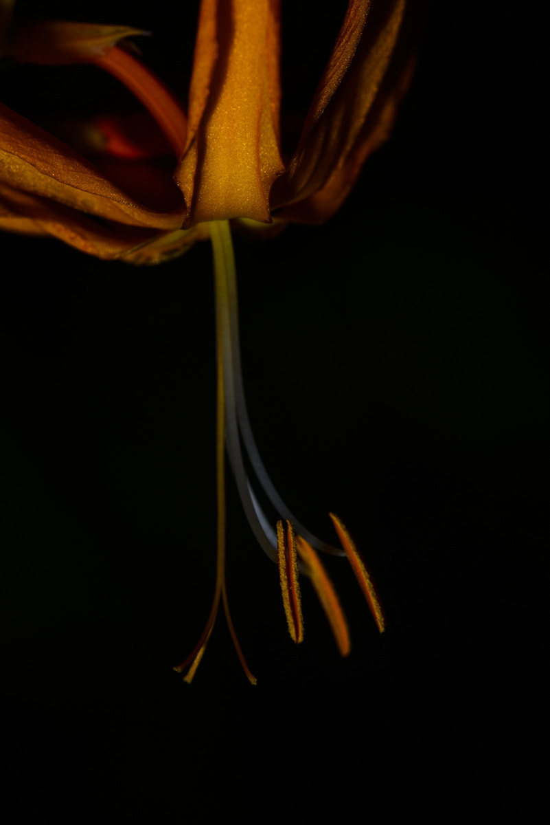 Nikon D800 sample photo. Botanical gdn photography