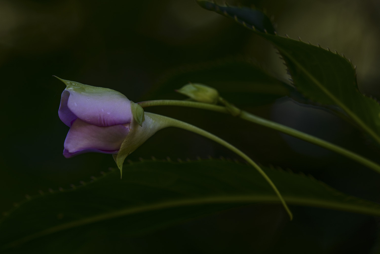 Nikon AF Micro-Nikkor 200mm F4D ED-IF sample photo. Botanical gdn photography